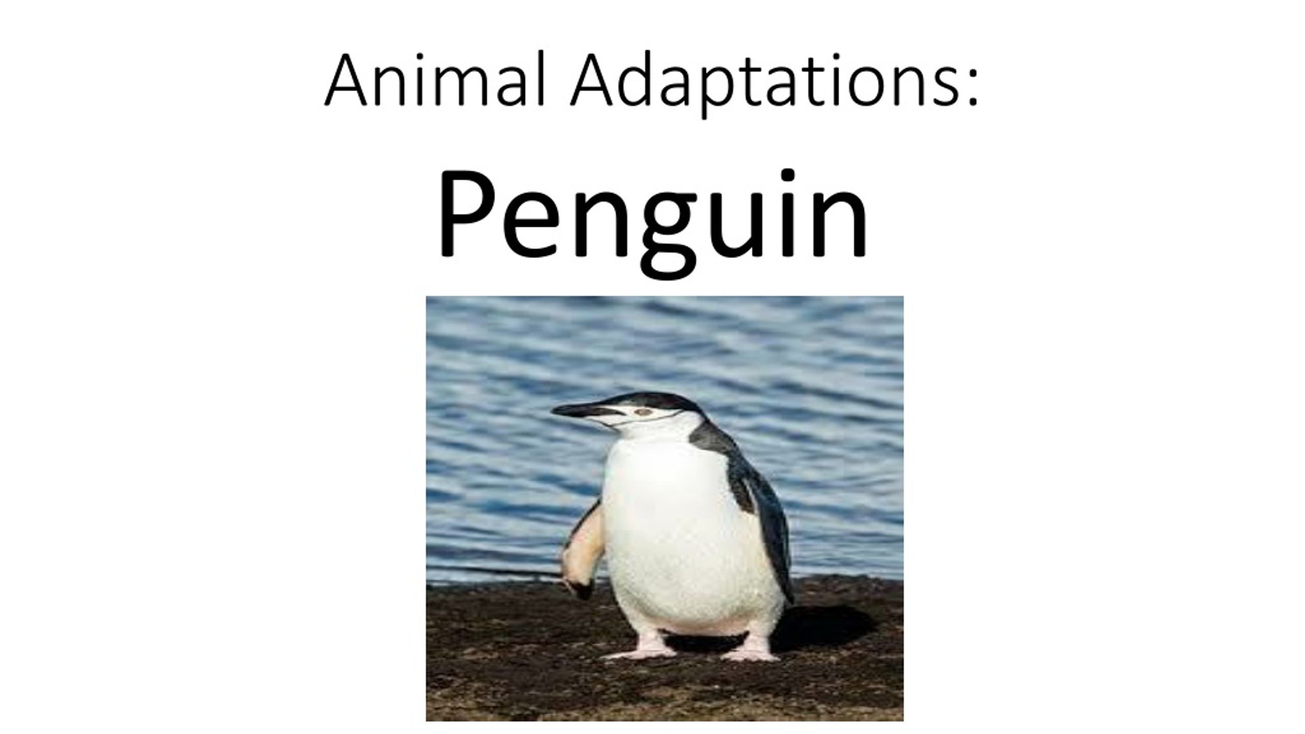 primary homework help penguin adaptation