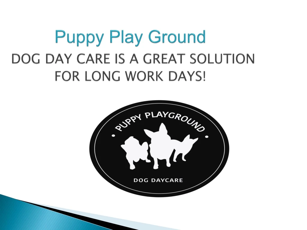 puppy play ground dog day care is a great solution for long work days n.