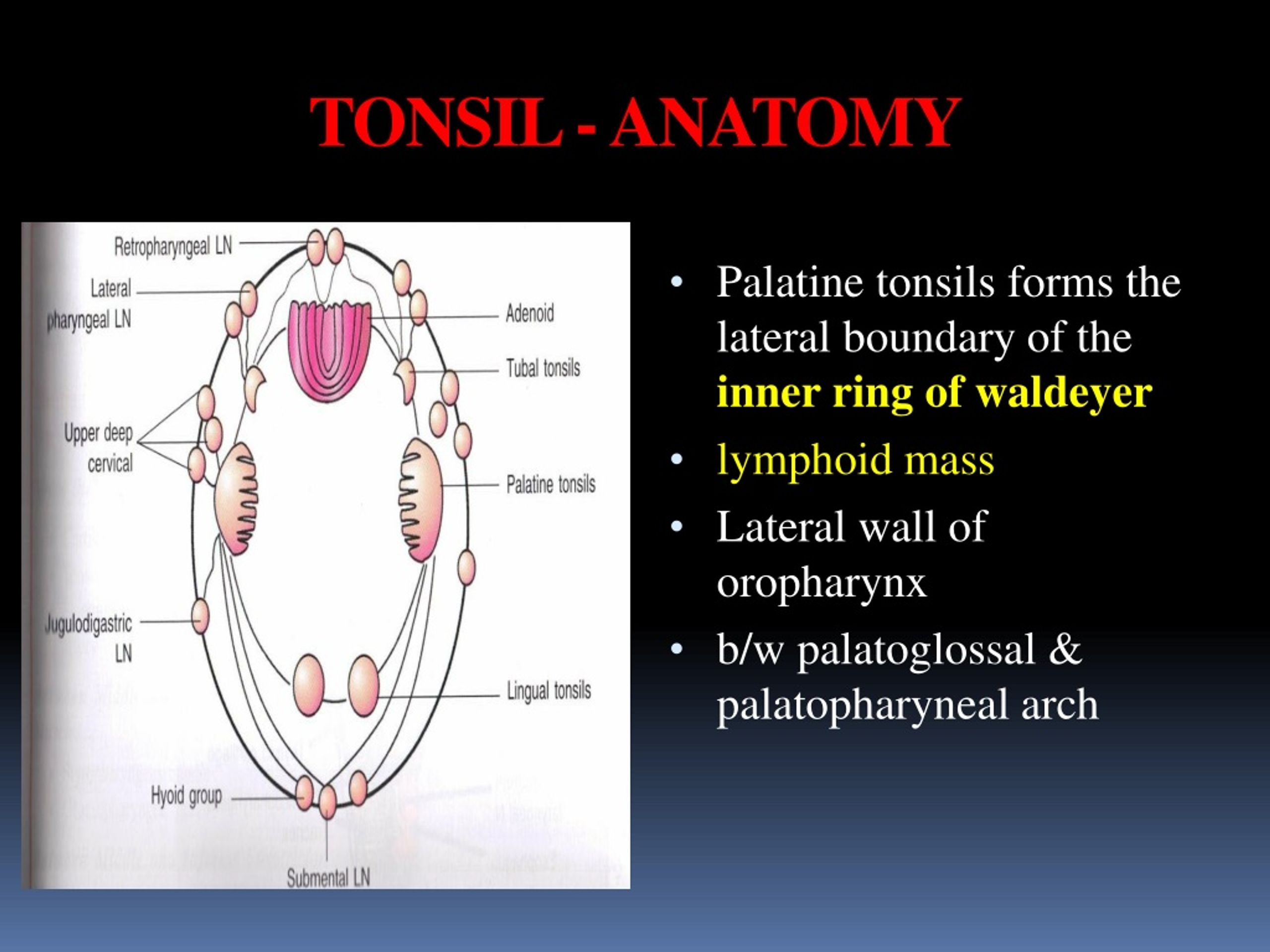 Waldeyer's Lymphatic Ring /Tonsillar Ring - YouTube