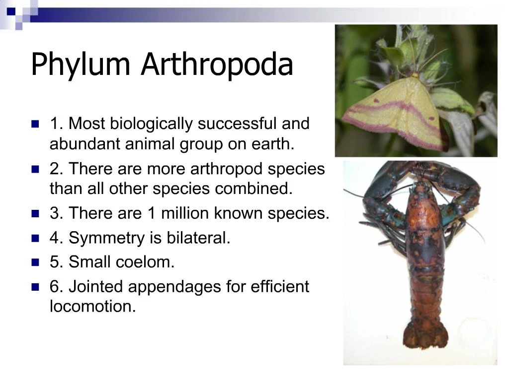 Ppt Phylum Arthropoda Powerpoint Presentation Free Download Id844441 3365