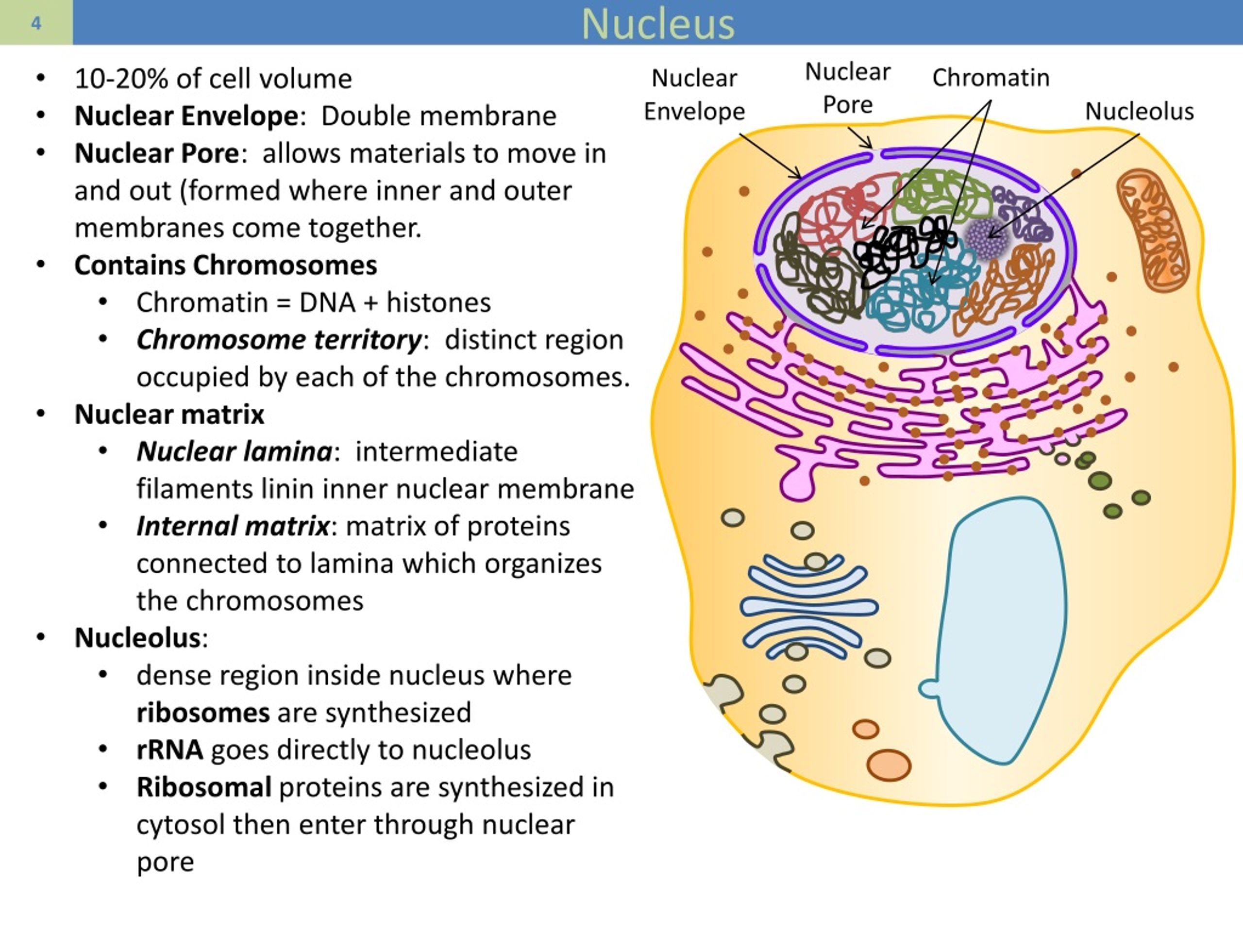 PPT - Protein Sorting PowerPoint Presentation, free download - ID:847737