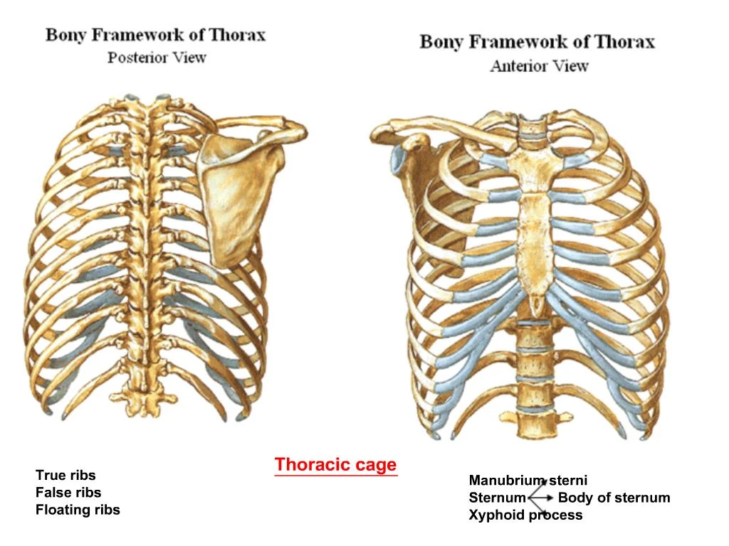 ppt-true-ribs-false-ribs-floating-ribs-powerpoint-presentation-free