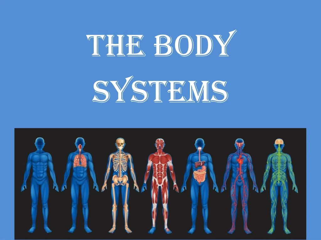 presentation of human body system