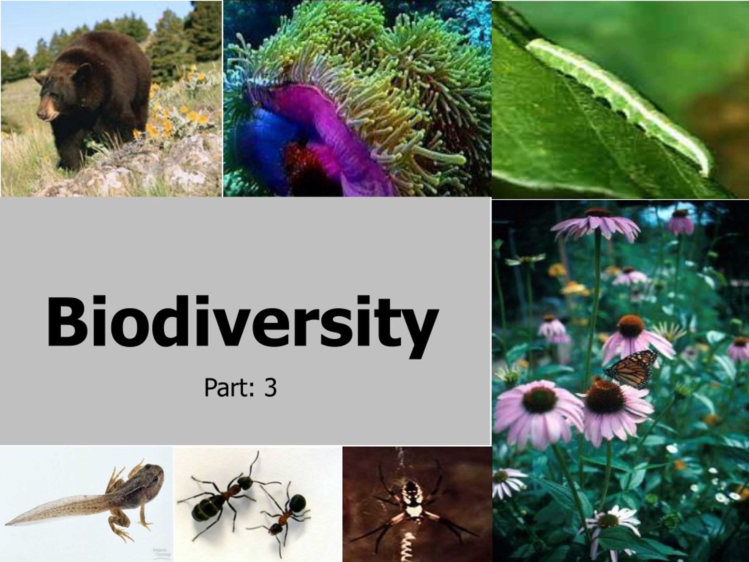 Ppt Biodiversity Powerpoint Presentation Free Download Id8559606