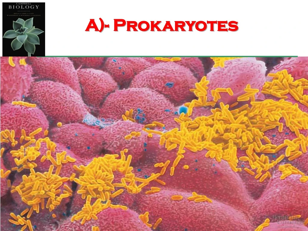 a prokaryotes n.