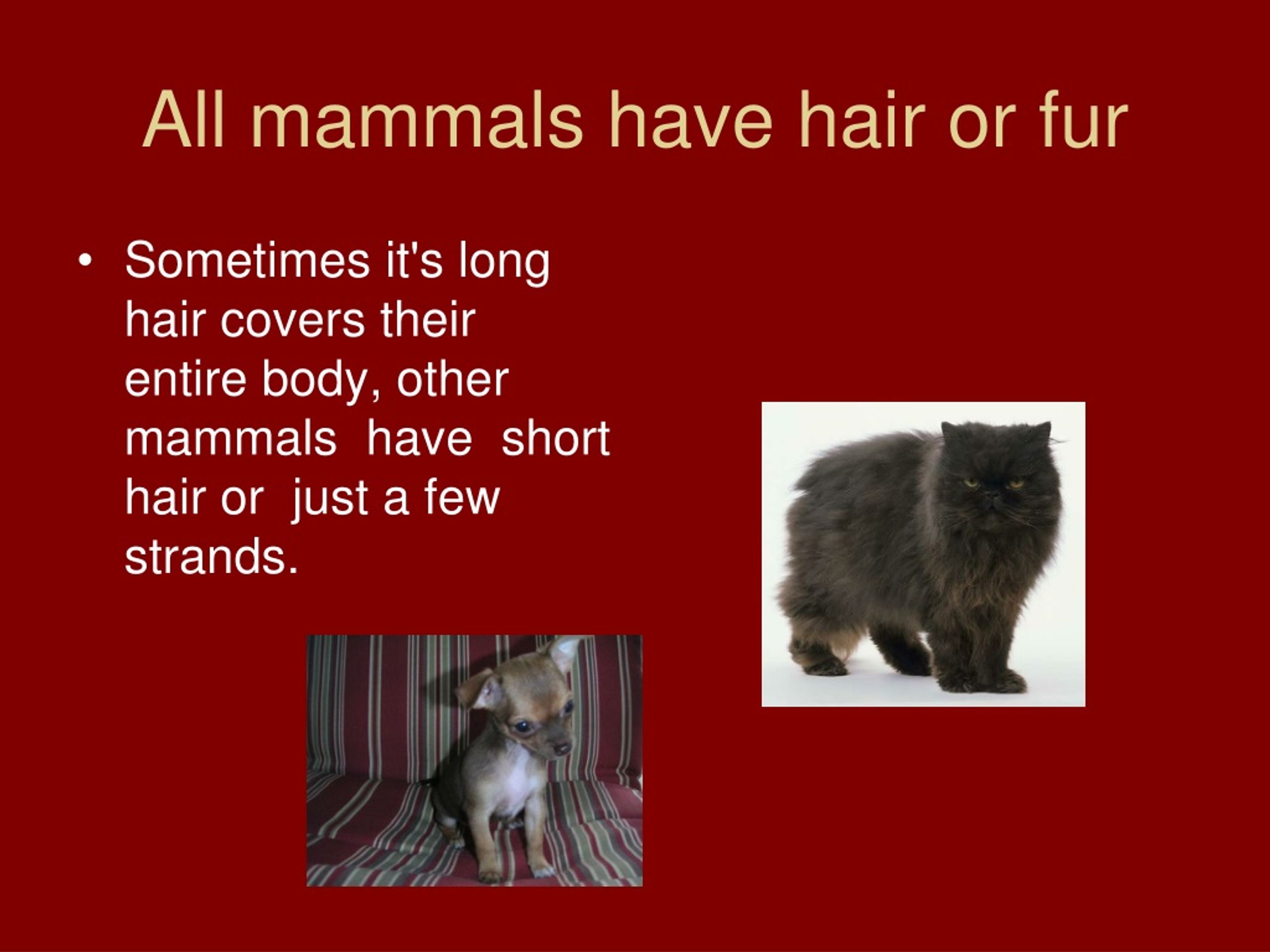 PPT - Mammals PowerPoint Presentation, free download - ID:8574538