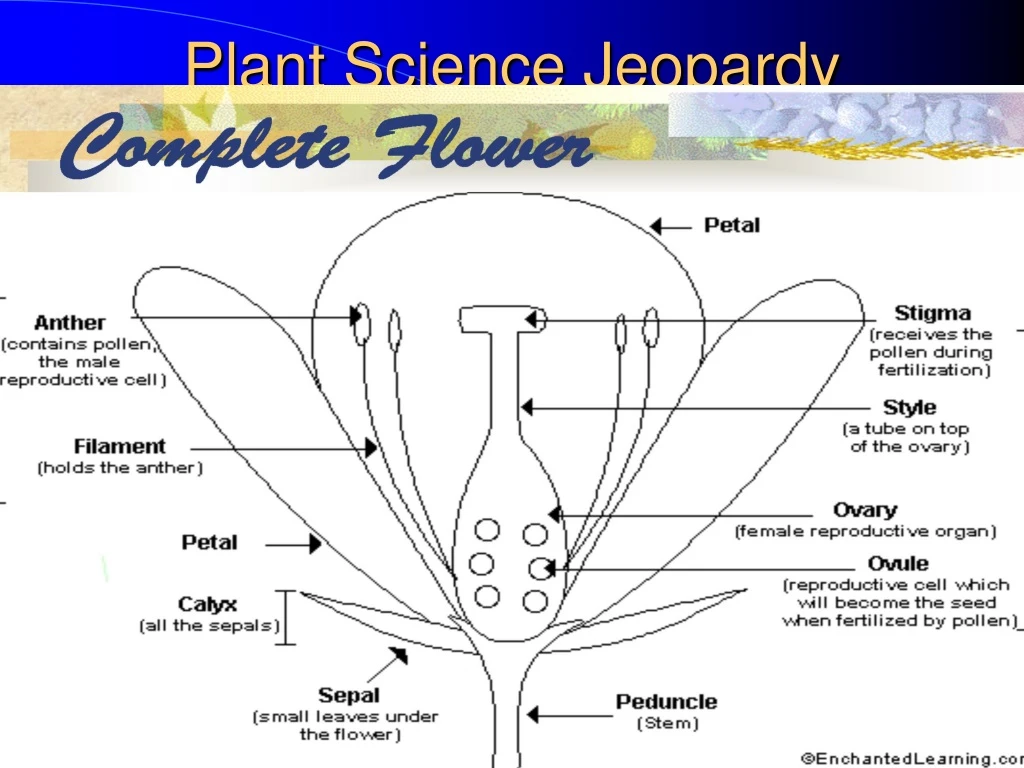 plant science jeopardy n.