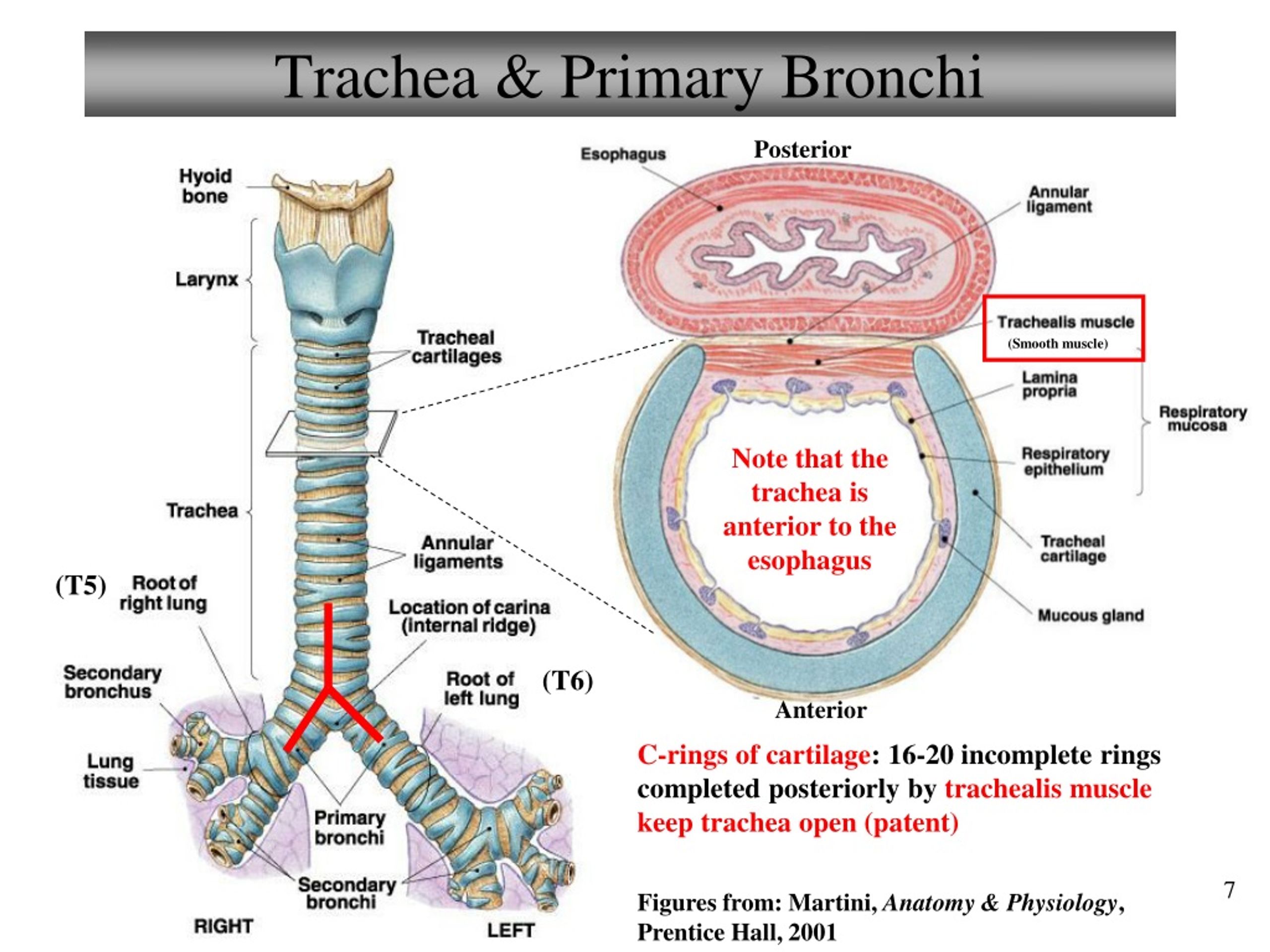 Бронхи на латыни. Trachea Anatomy. Carina tracheae анатомия. Трахея. Гортань трахея бронхи легкие.
