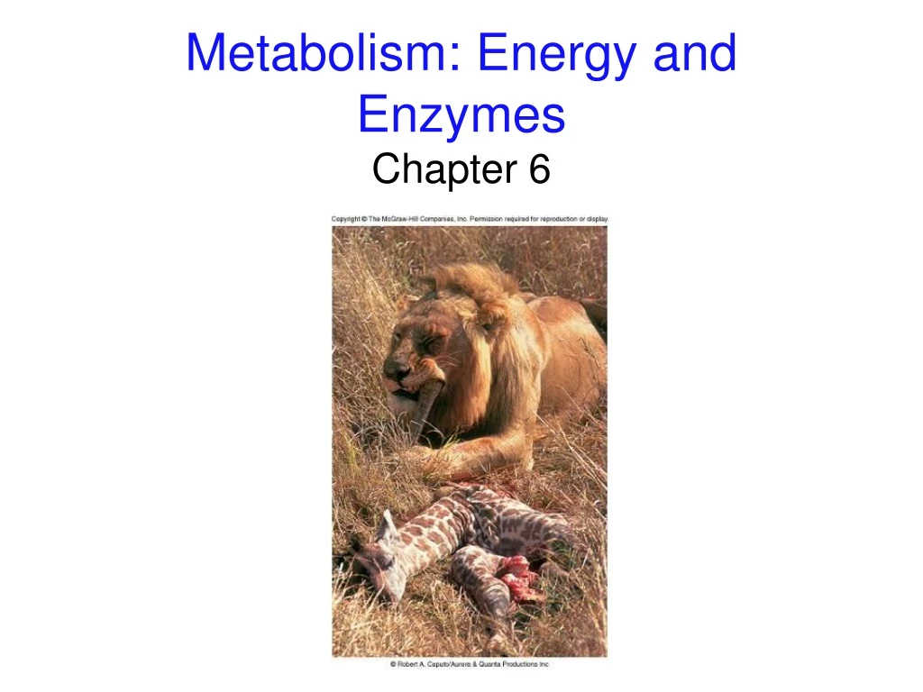 metabolism energy and enzymes n.