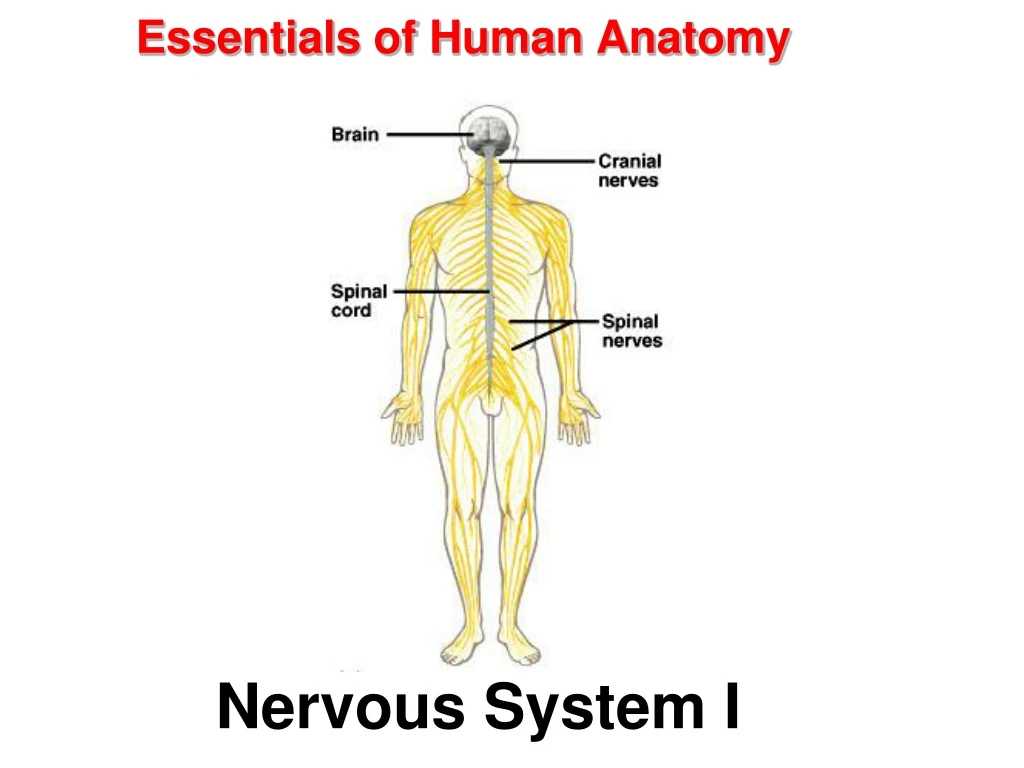 essentials of human anatomy n.