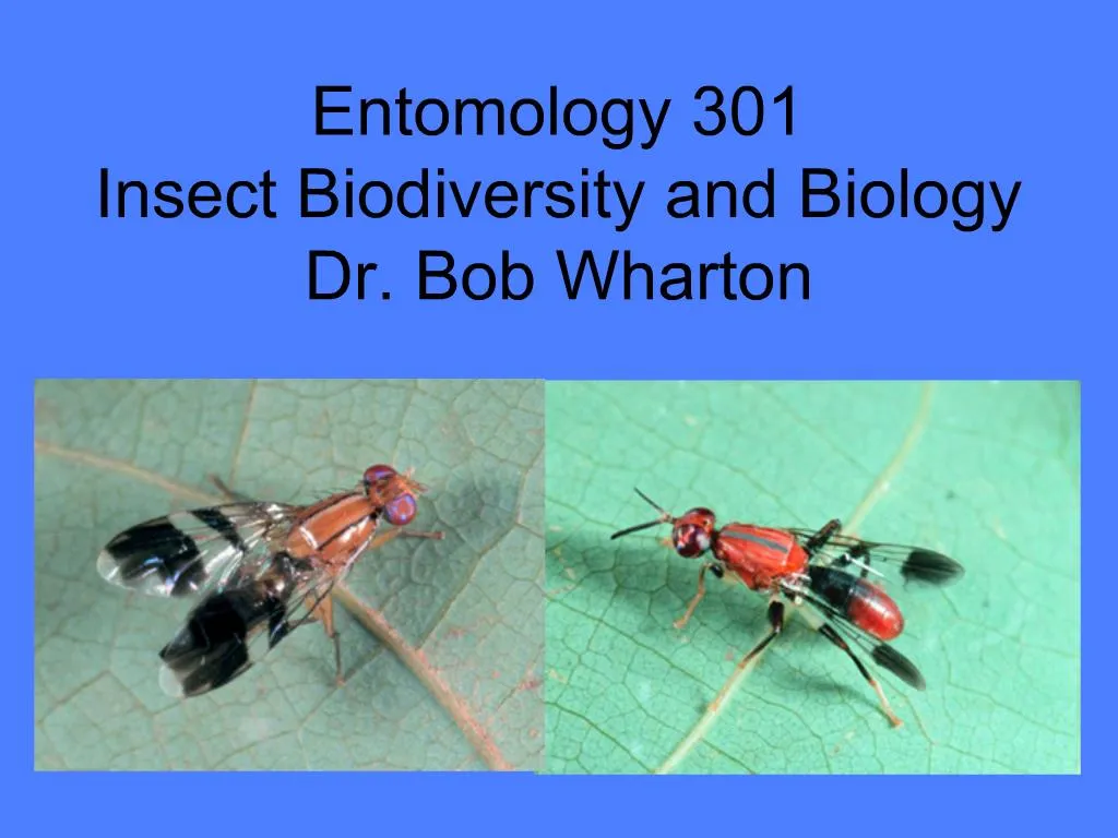 PPT Entomology 301 Insect Biodiversity and Biology Dr Bob Wharton