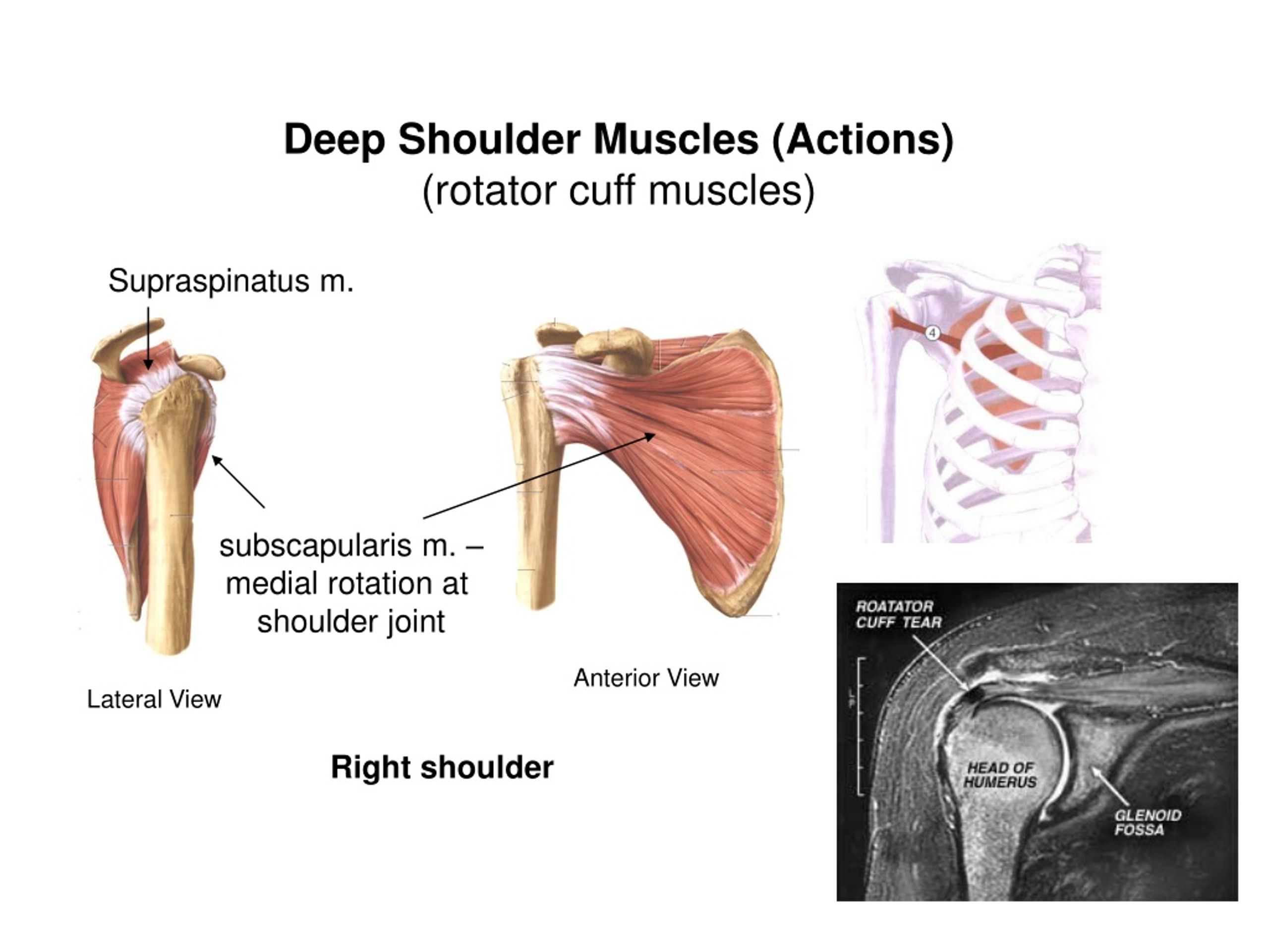 PPT - ANPS Anatomy & Physiology PowerPoint Presentation, free download ...