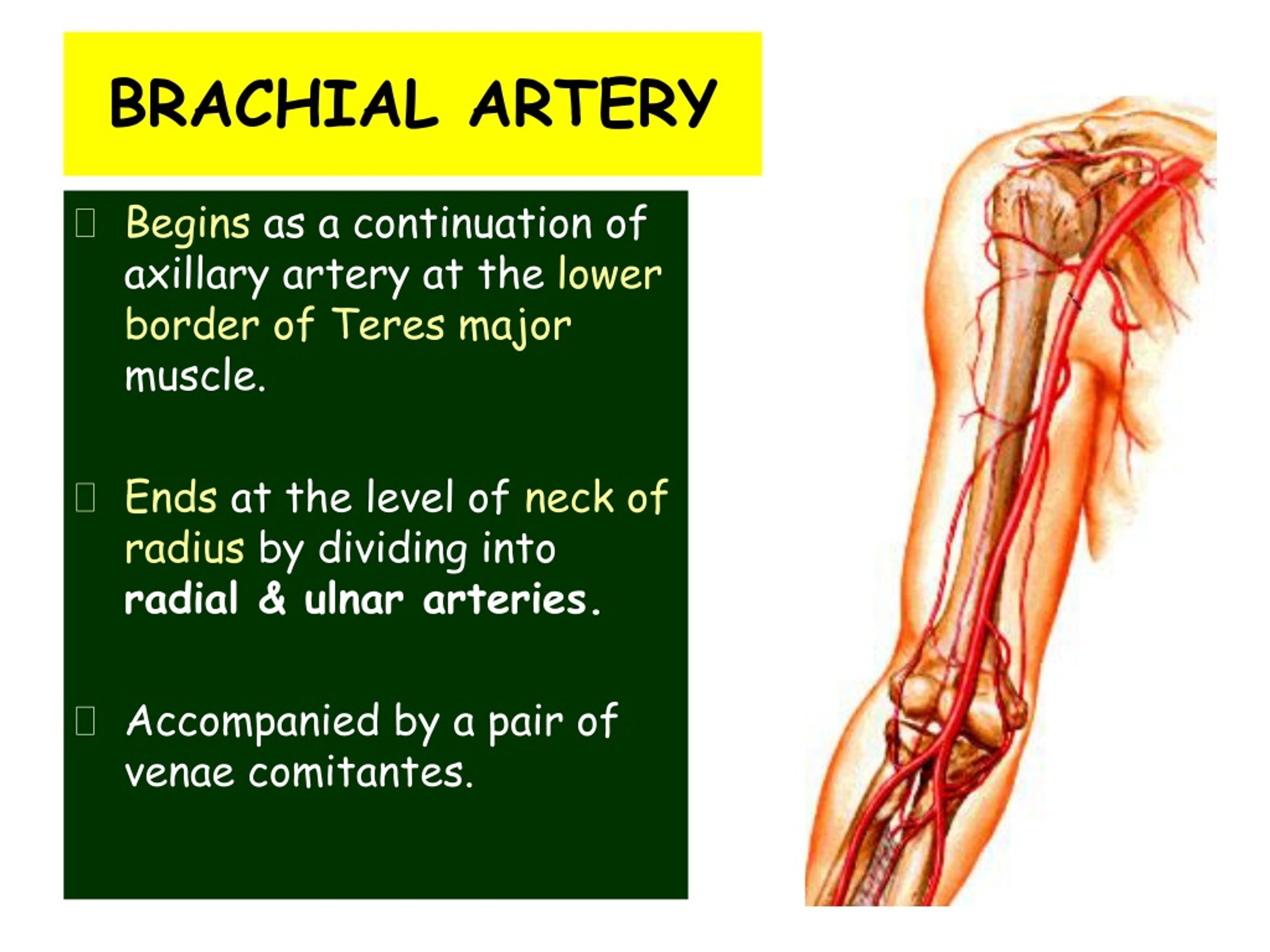 PPT - MAJOR ARTERIES OF UPPER LIMB PowerPoint Presentation, free ...