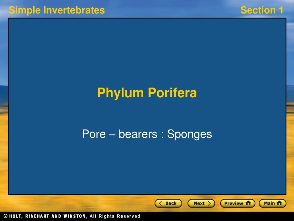 phylum porifera n.
