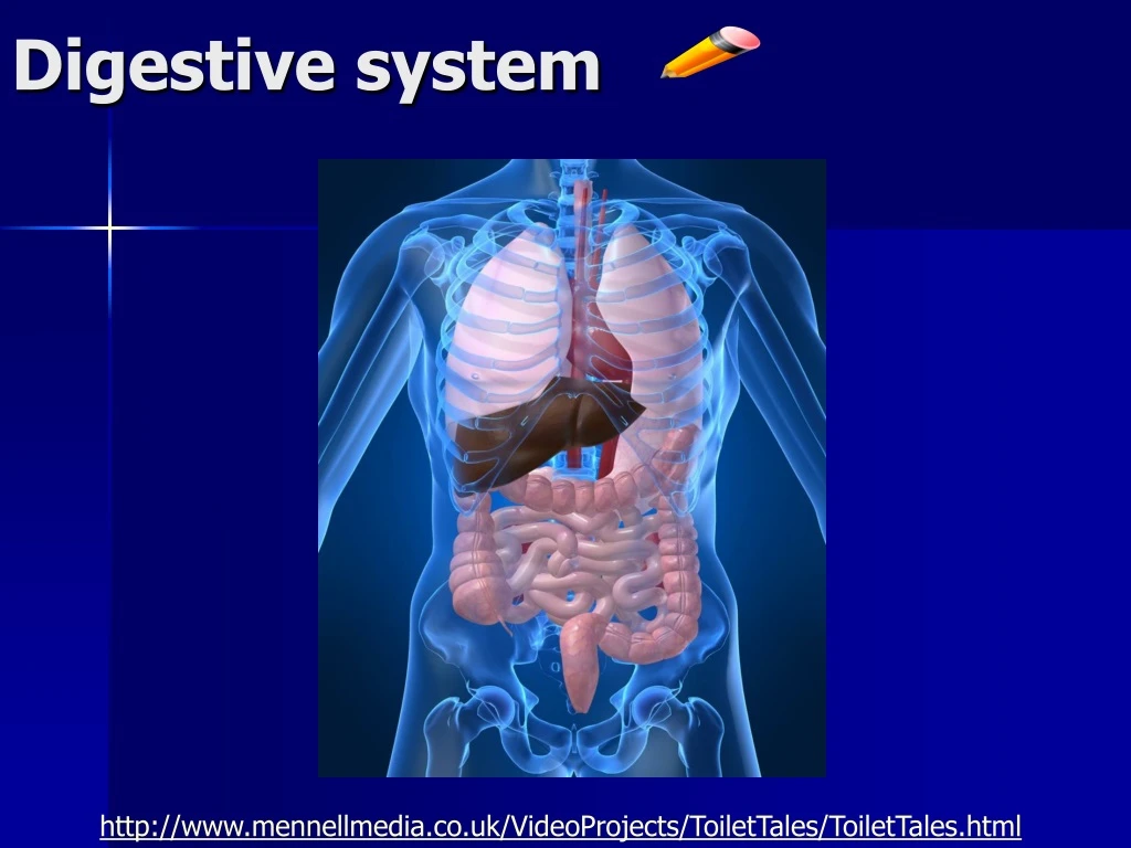 digestive system n.