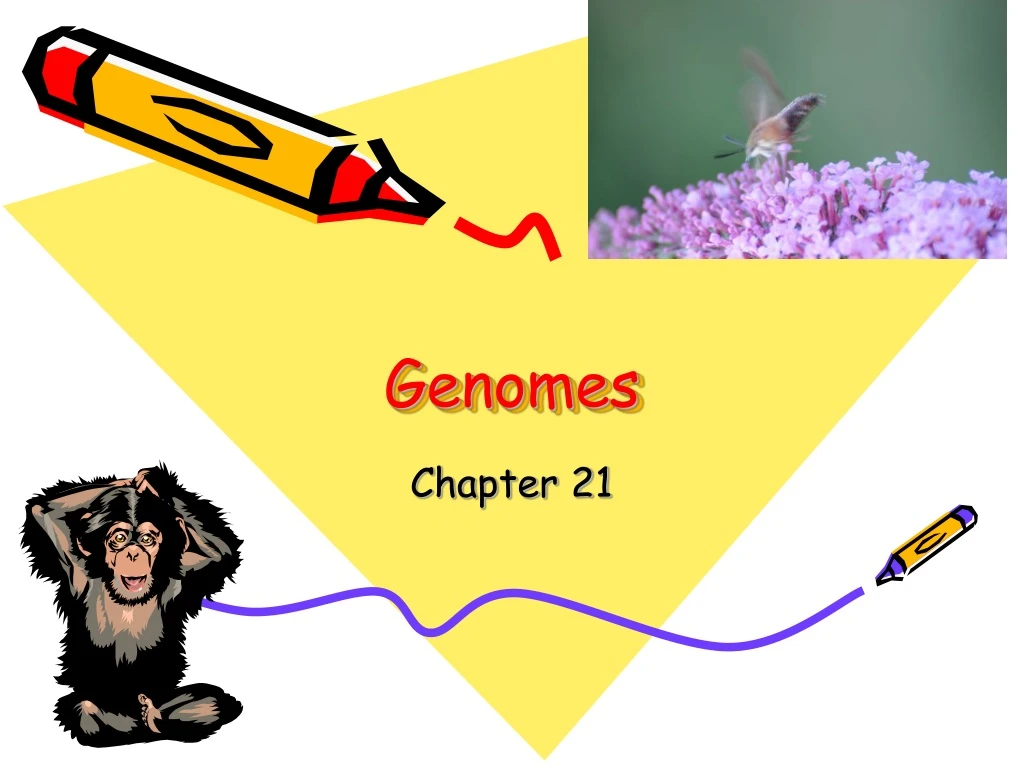 genomes n.