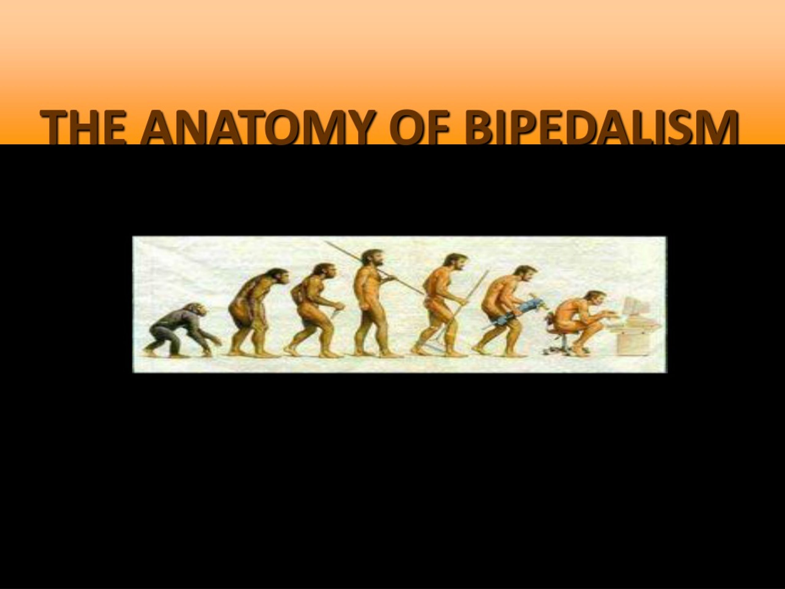 Ppt Human Evolution And Prehistory Powerpoint Presentation Free