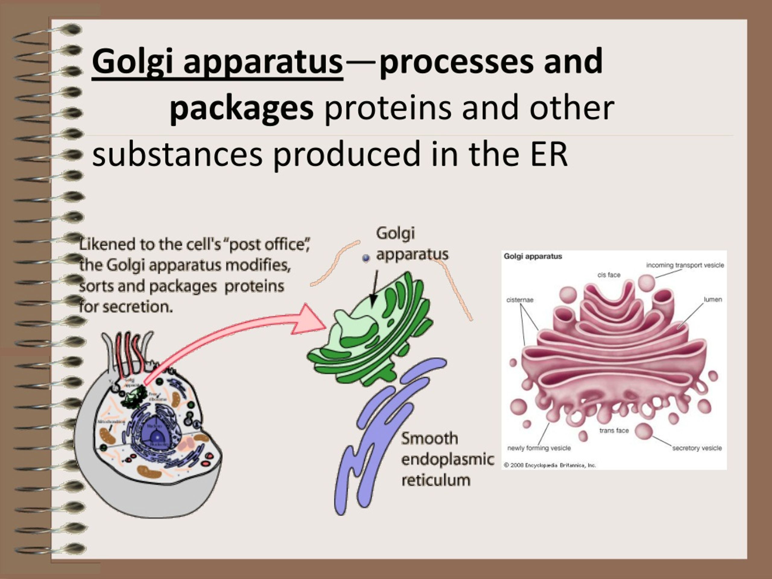 PPT - Cell Structure and Function PowerPoint Presentation, free ...