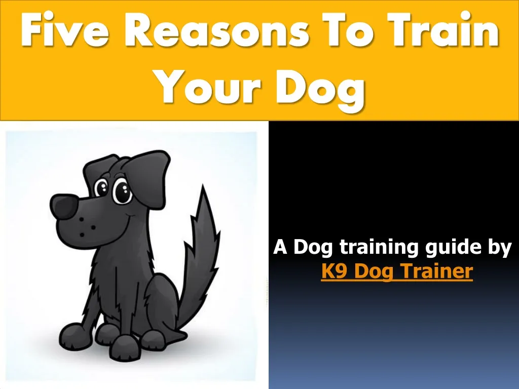 five reasons to train your dog n.