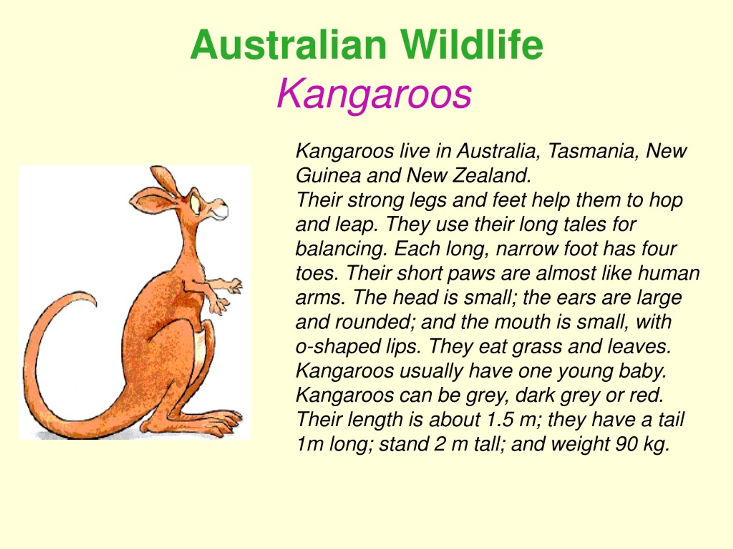 Wildlife text. Рассказ о кенгуру на английском. Презентация на тему кенгуру по английскому языку. Проект про кенгуру по английскому. Текст про кенгуру на английском языке.