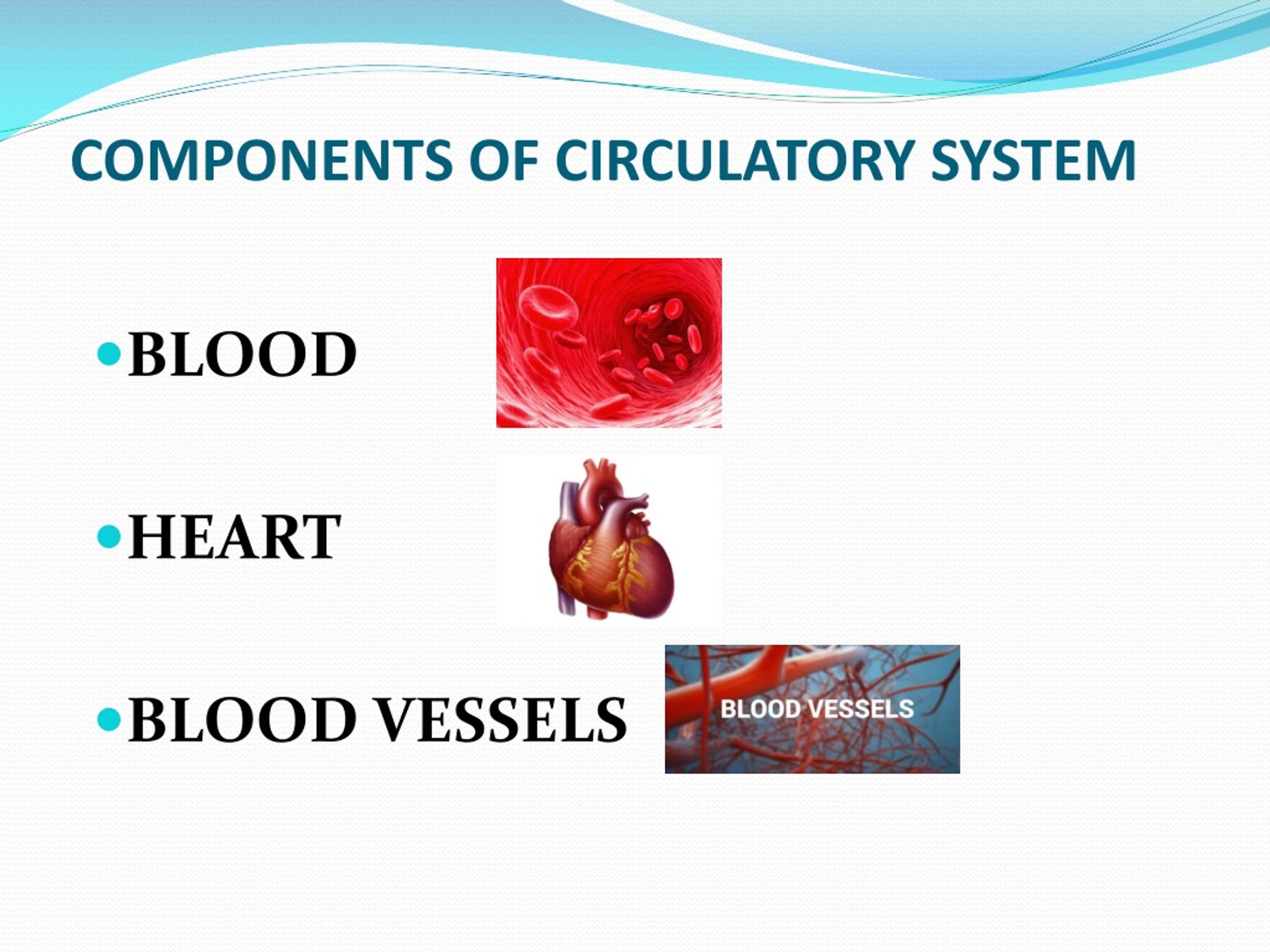 PPT - Human Circulatory System PowerPoint Presentation, free download