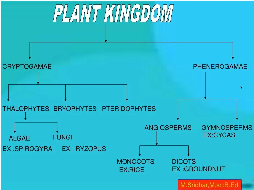 PPT - PLANT KINGDOM PowerPoint Presentation, free download - ID:8679281