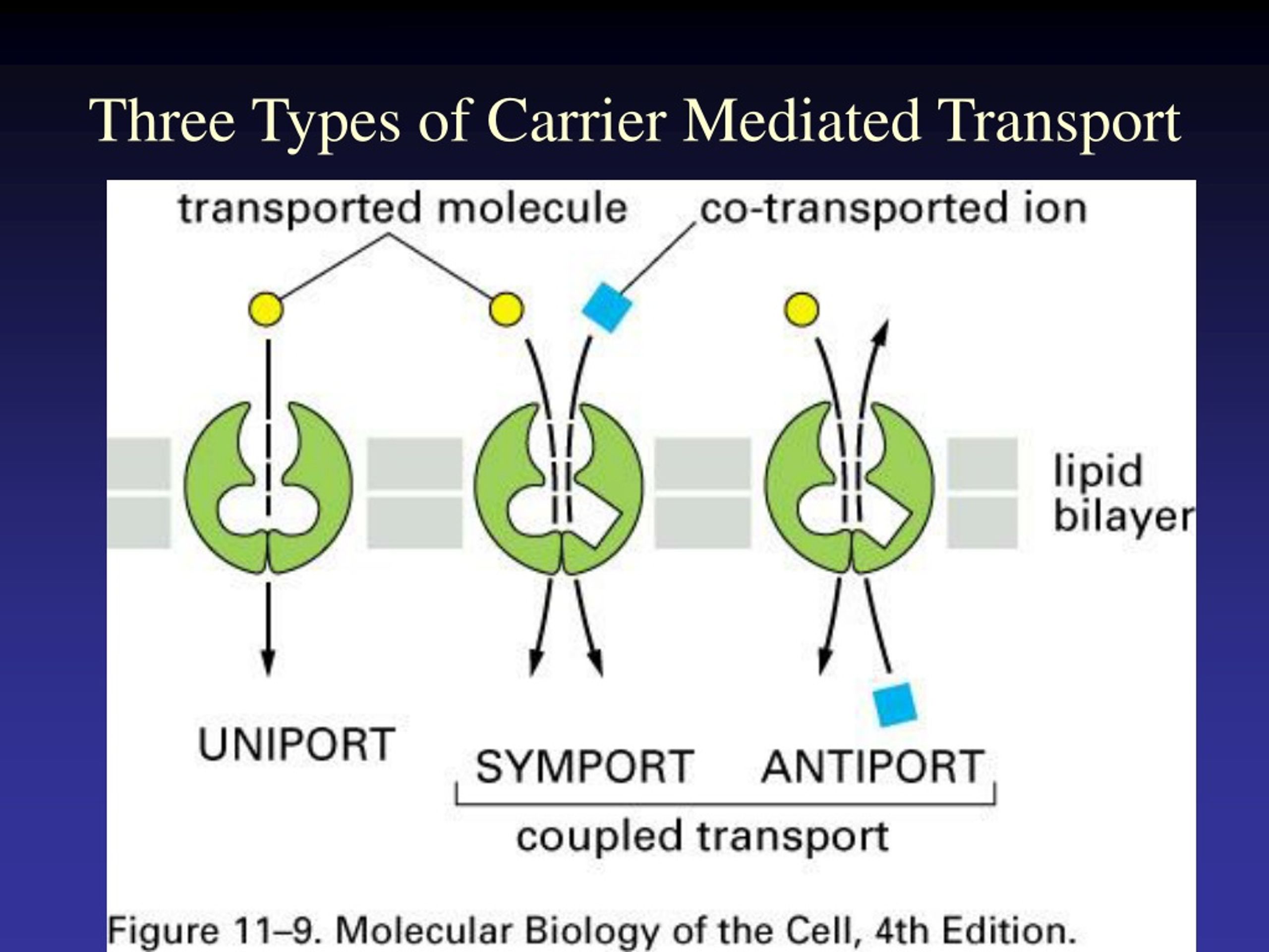 Ppt Lecture Bio Powerpoint Presentation Free Download Id