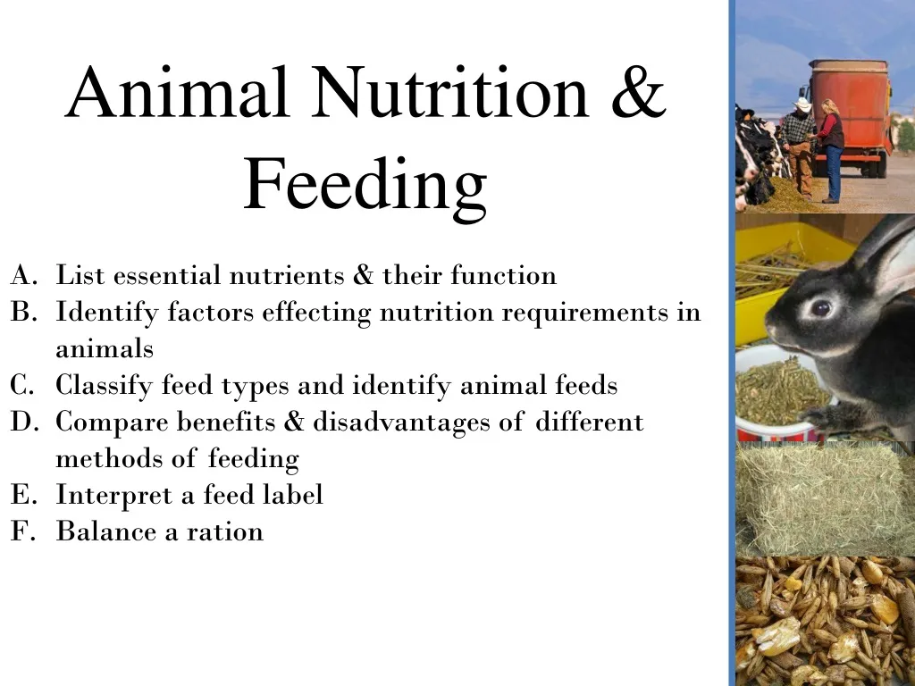 PPT - Animal Nutrition & Feeding PowerPoint Presentation, free download