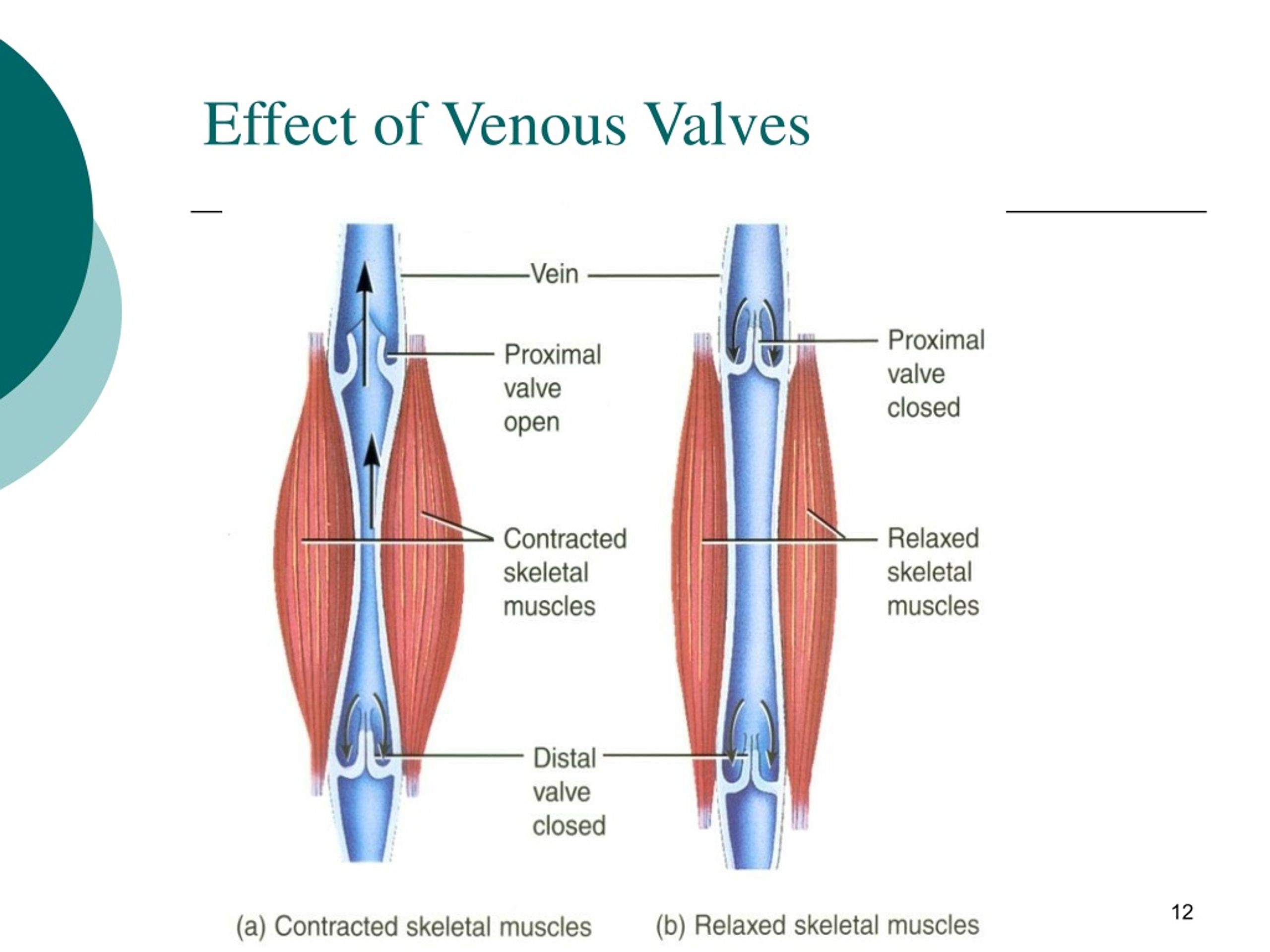 PPT - Cardiovascular System- L7 PowerPoint Presentation, Free Download ...