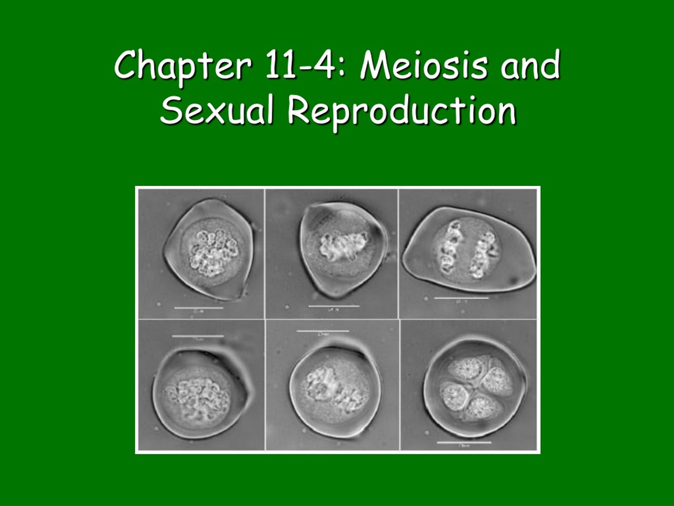 Ppt Chapter 11 4 Meiosis And Sexual Reproduction Powerpoint Presentation Id8700050 