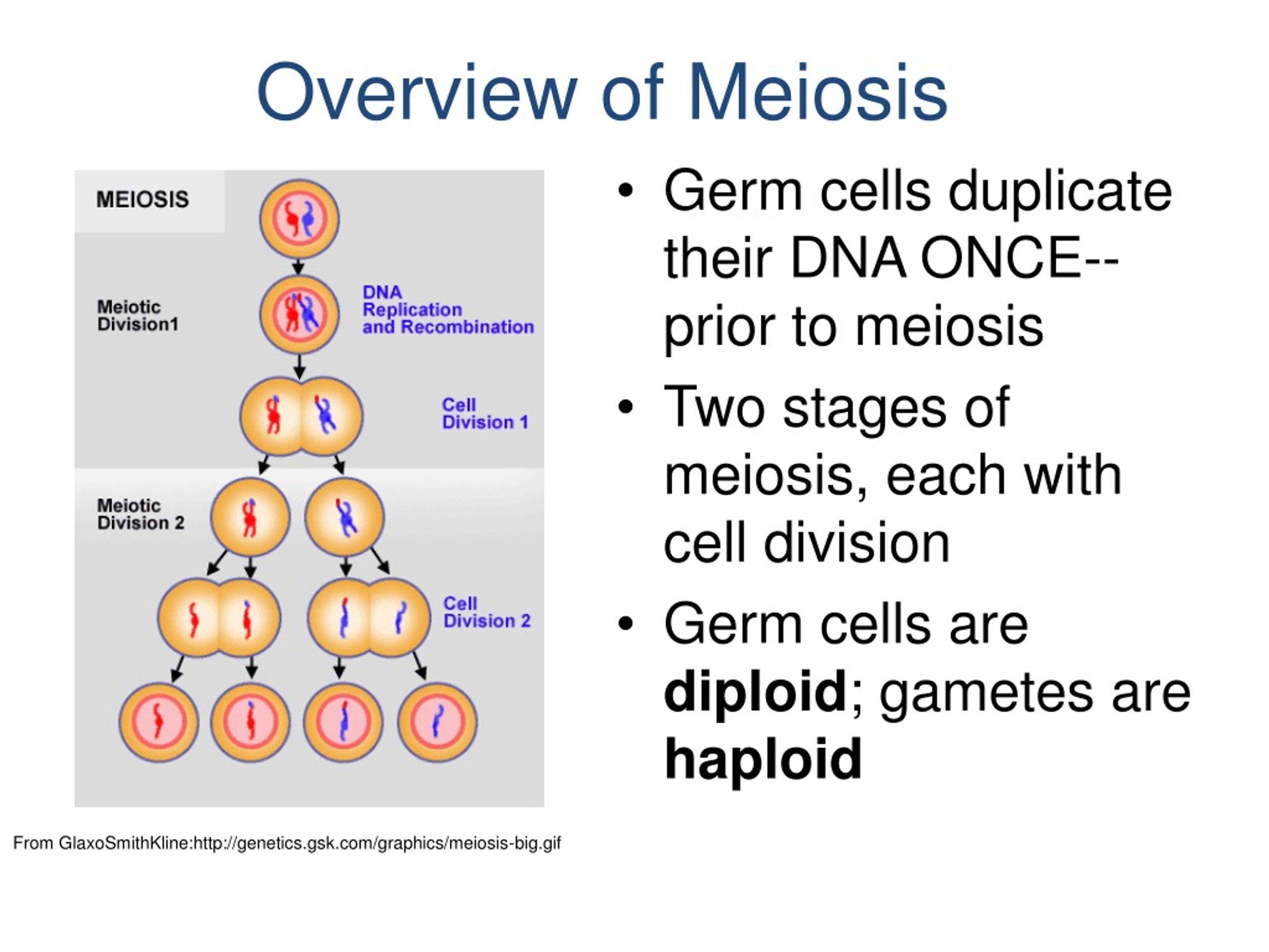 Ppt Meiosis And Genetics Organization Of Genetic Material Cell