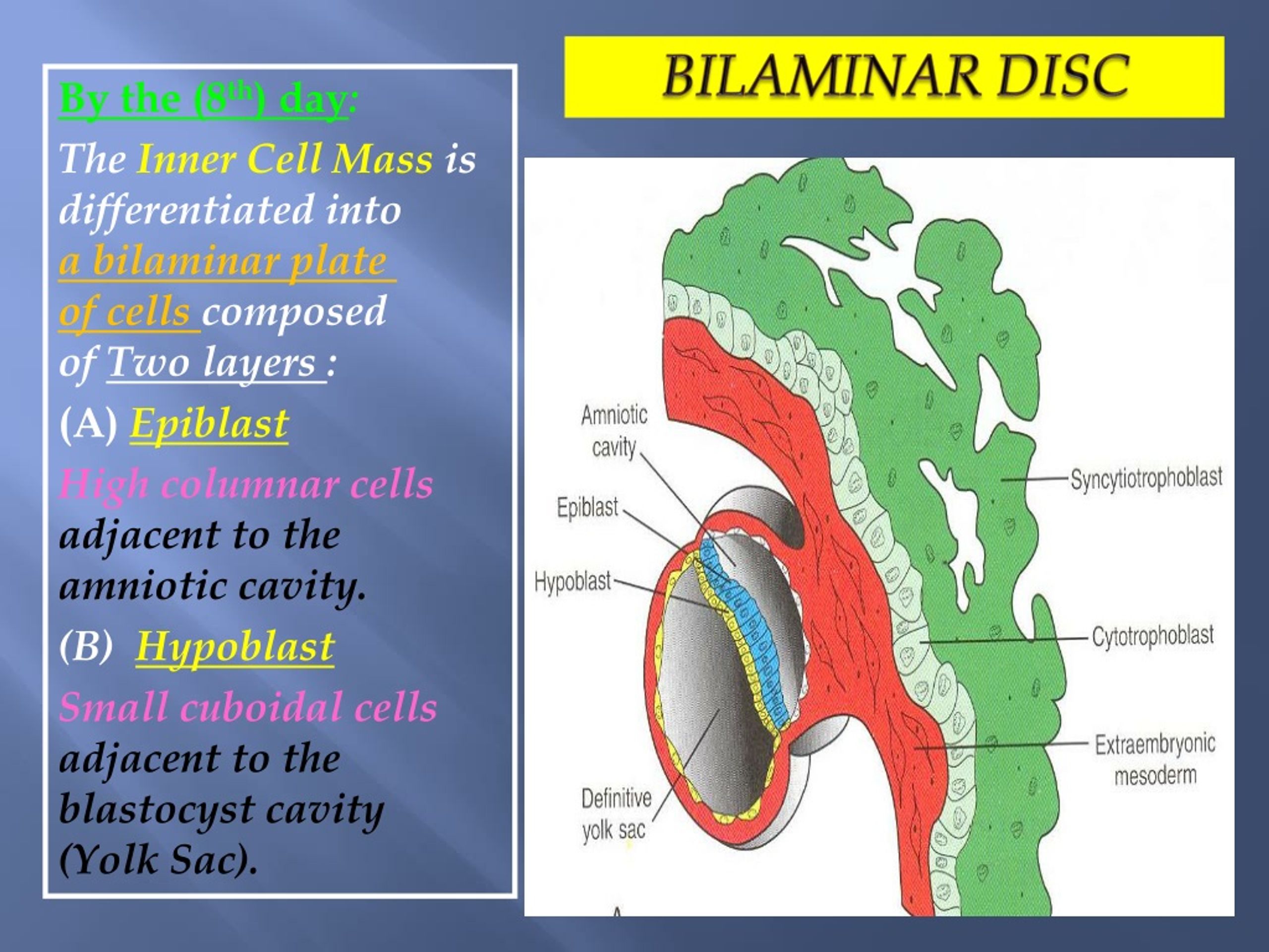 Ppt Bilaminar Trilaminar Discs And Their Derivatives Powerpoint Presentation Id8717213