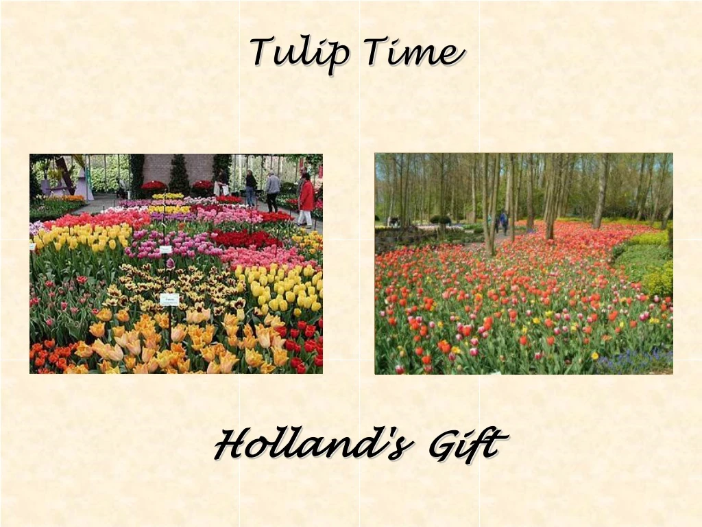 tulip time n.
