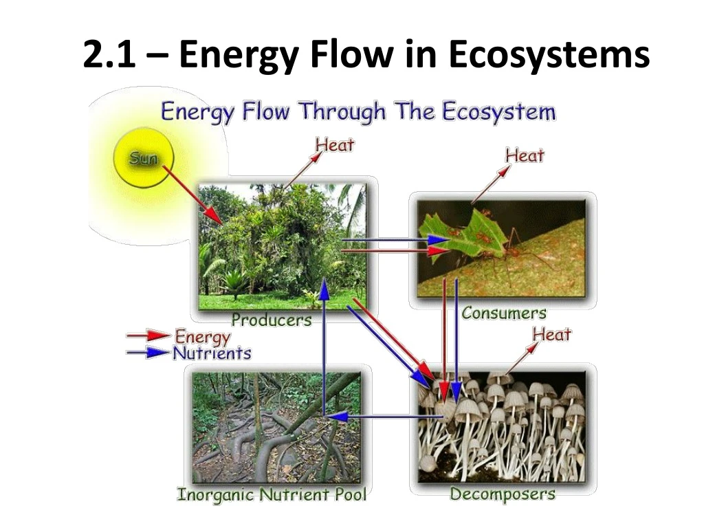 PPT - 2.1 – Energy Flow in Ecosystems PowerPoint Presentation, free ...