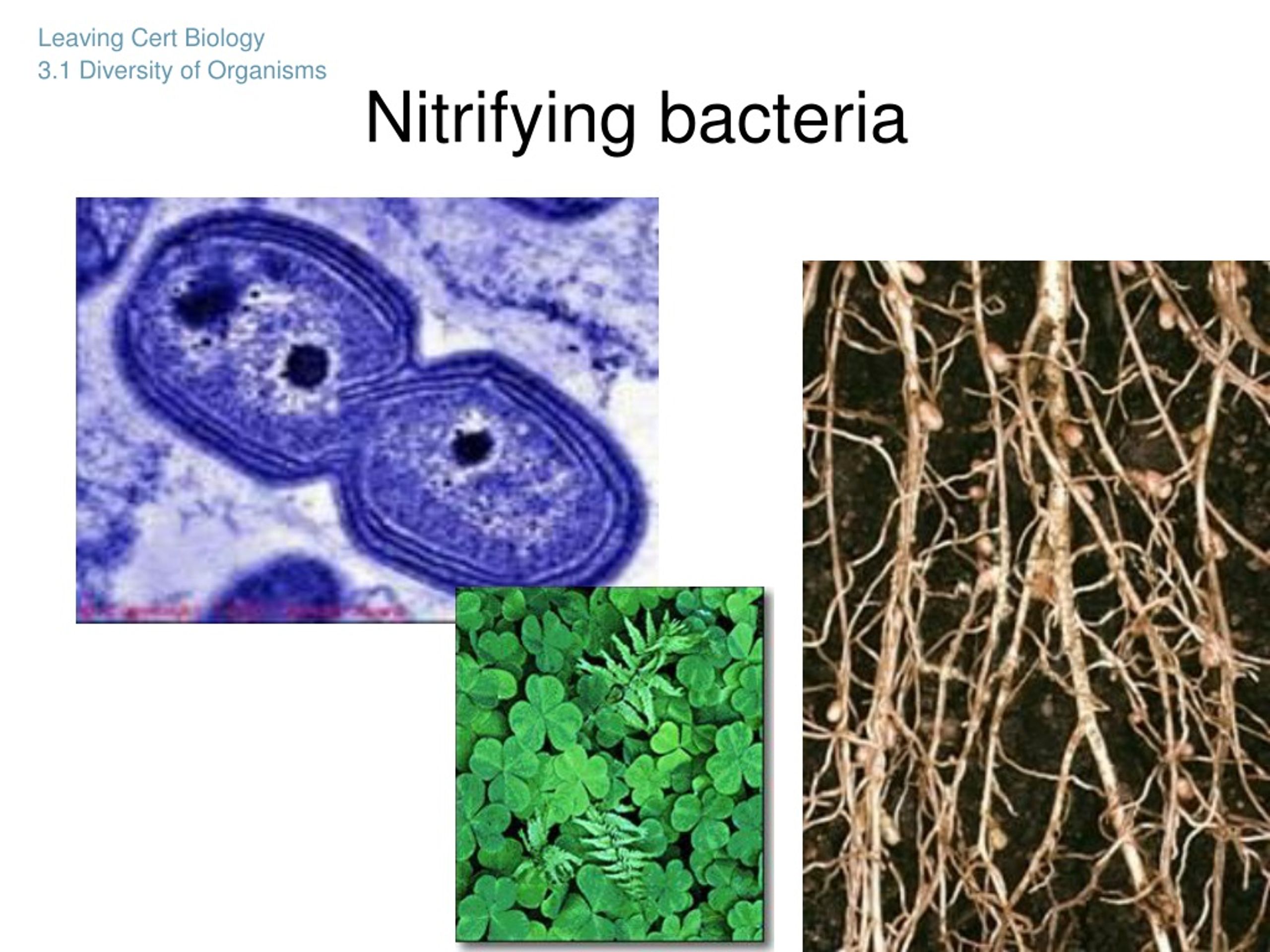 ppt-monera-bacteria-powerpoint-presentation-free-download-id-8728425