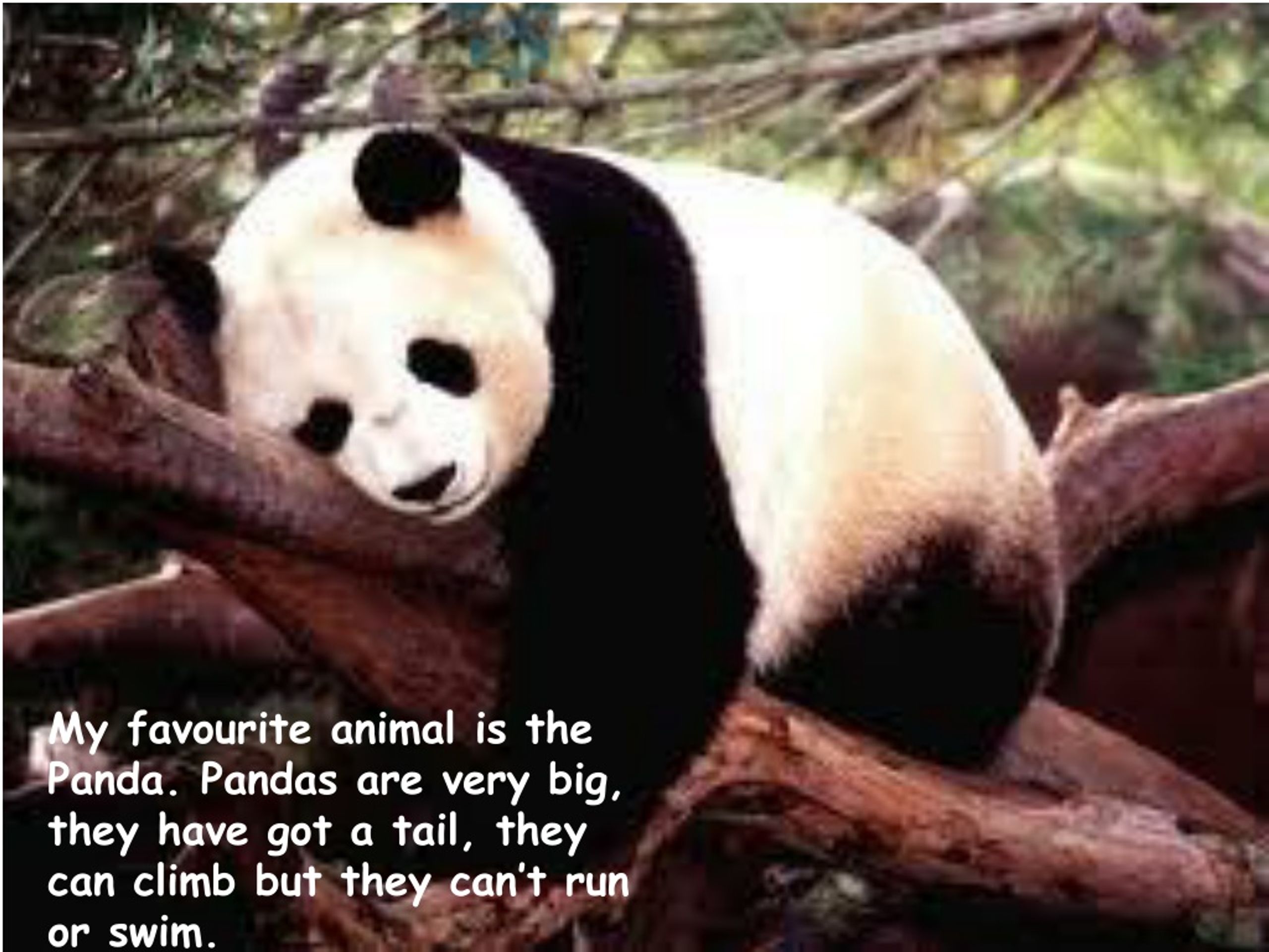 my favourite animal panda essay