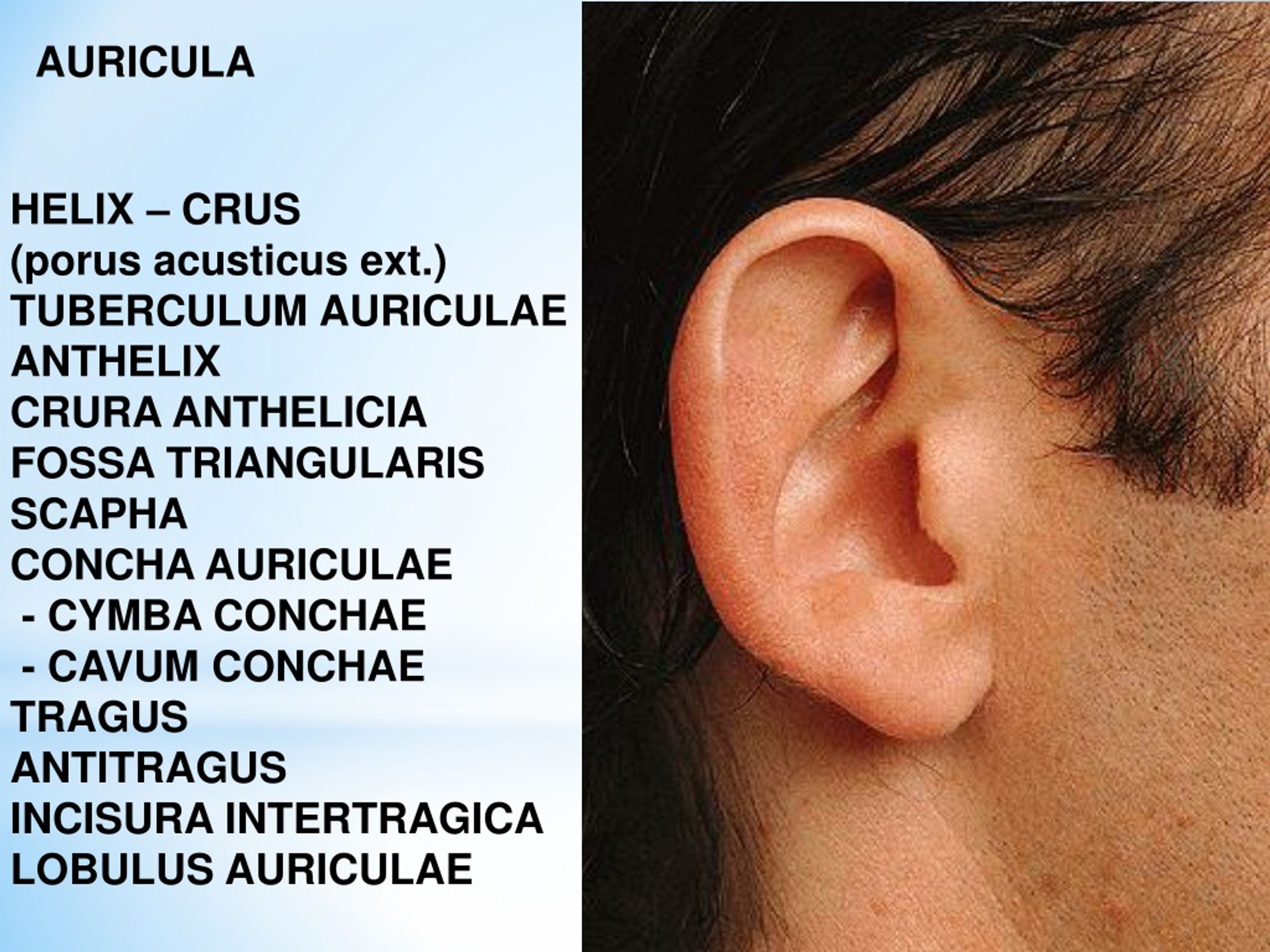 auricula meretricula translation free