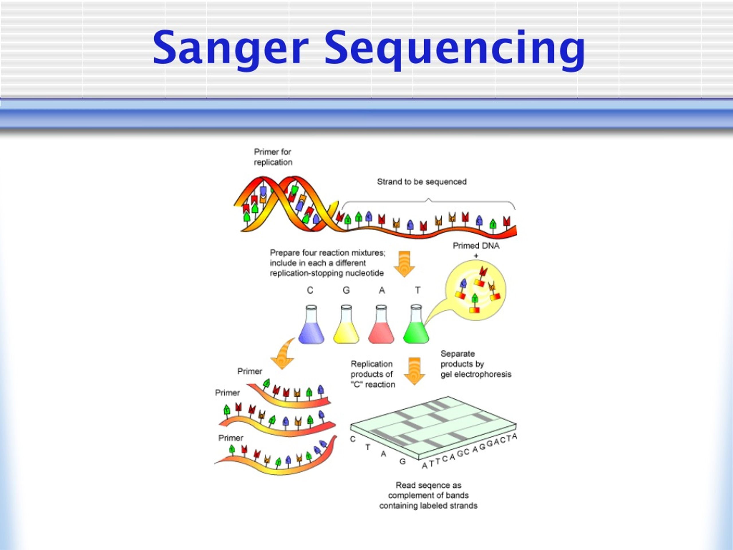 PPT - Sequencing And Sequence Alignment PowerPoint Presentation, Free ...