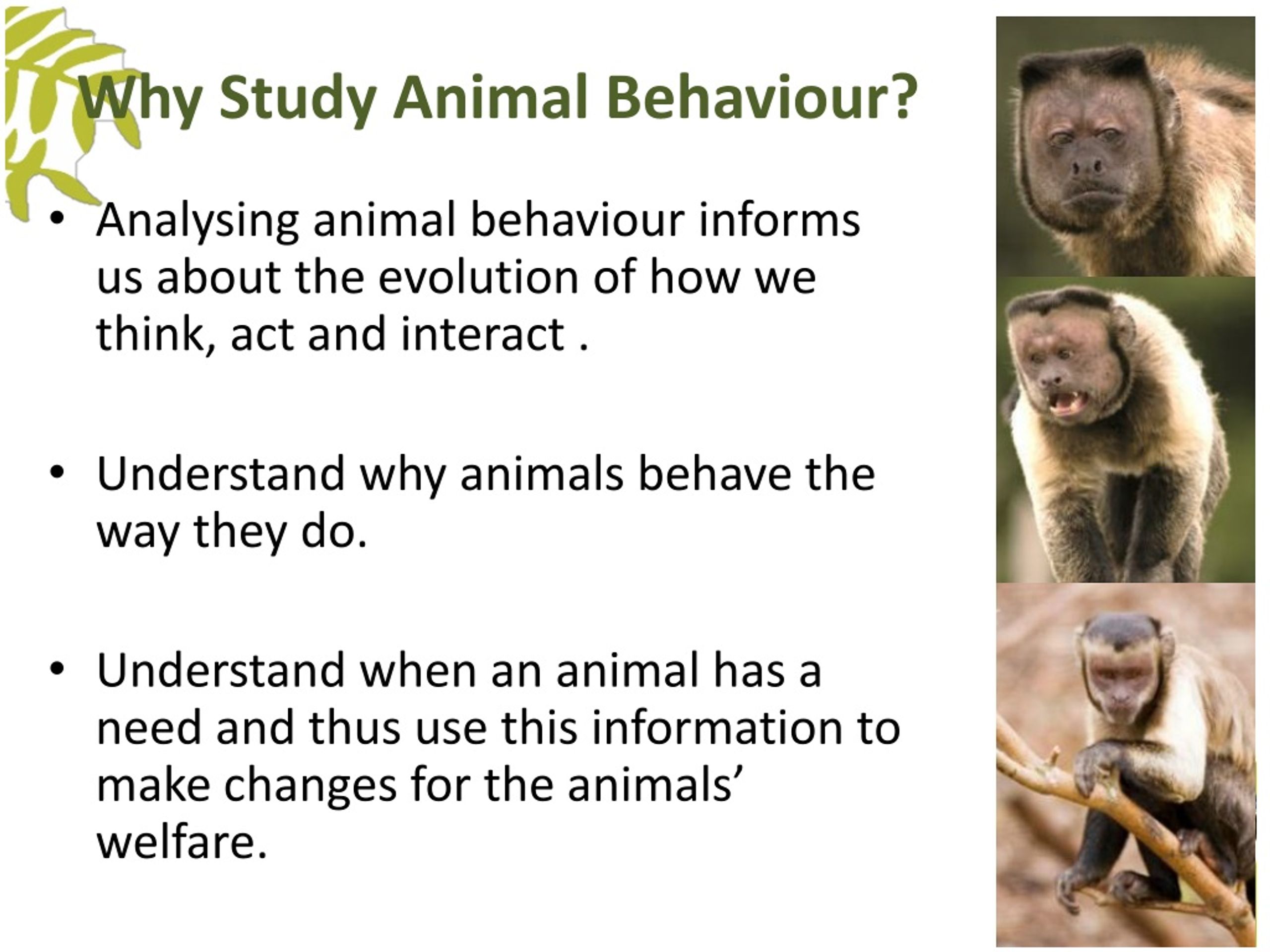 research paper topics about animal behavior