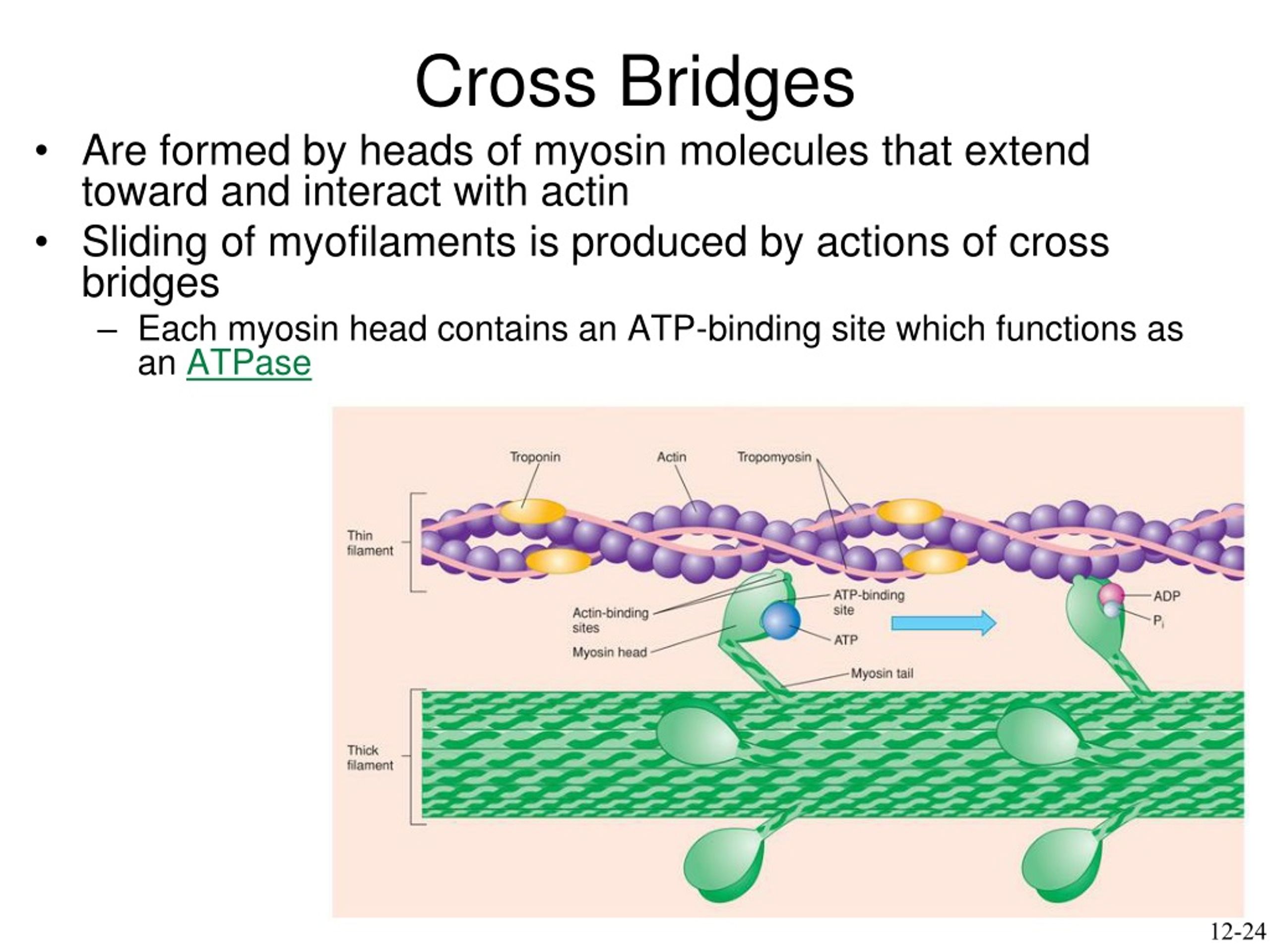 PPT Understanding Skeletal Muscle Contraction Mechanisms PowerPoint 