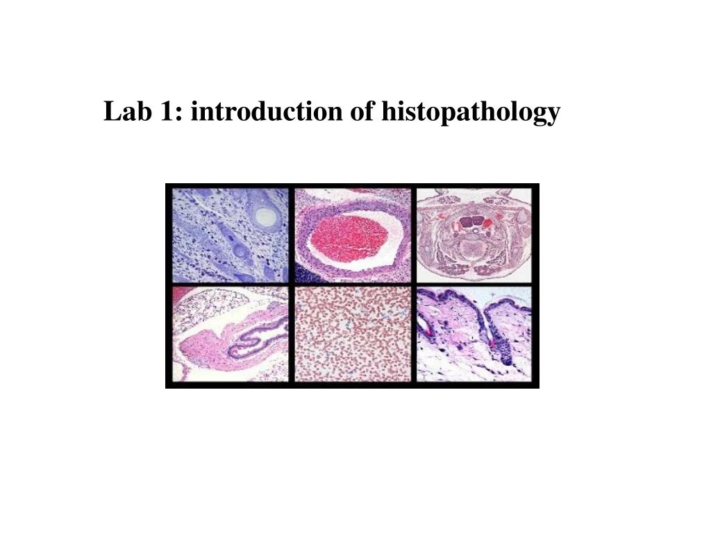 Ppt Lab 1 Introduction Of Histopathology Powerpoint Presentation