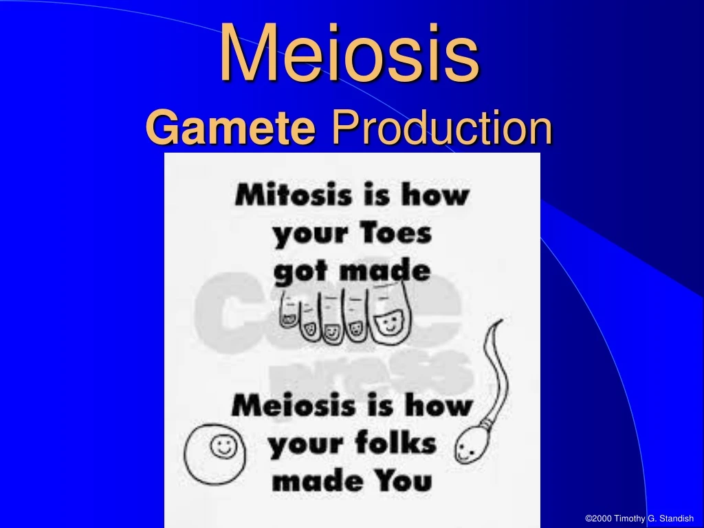 meiosis gamete production n.