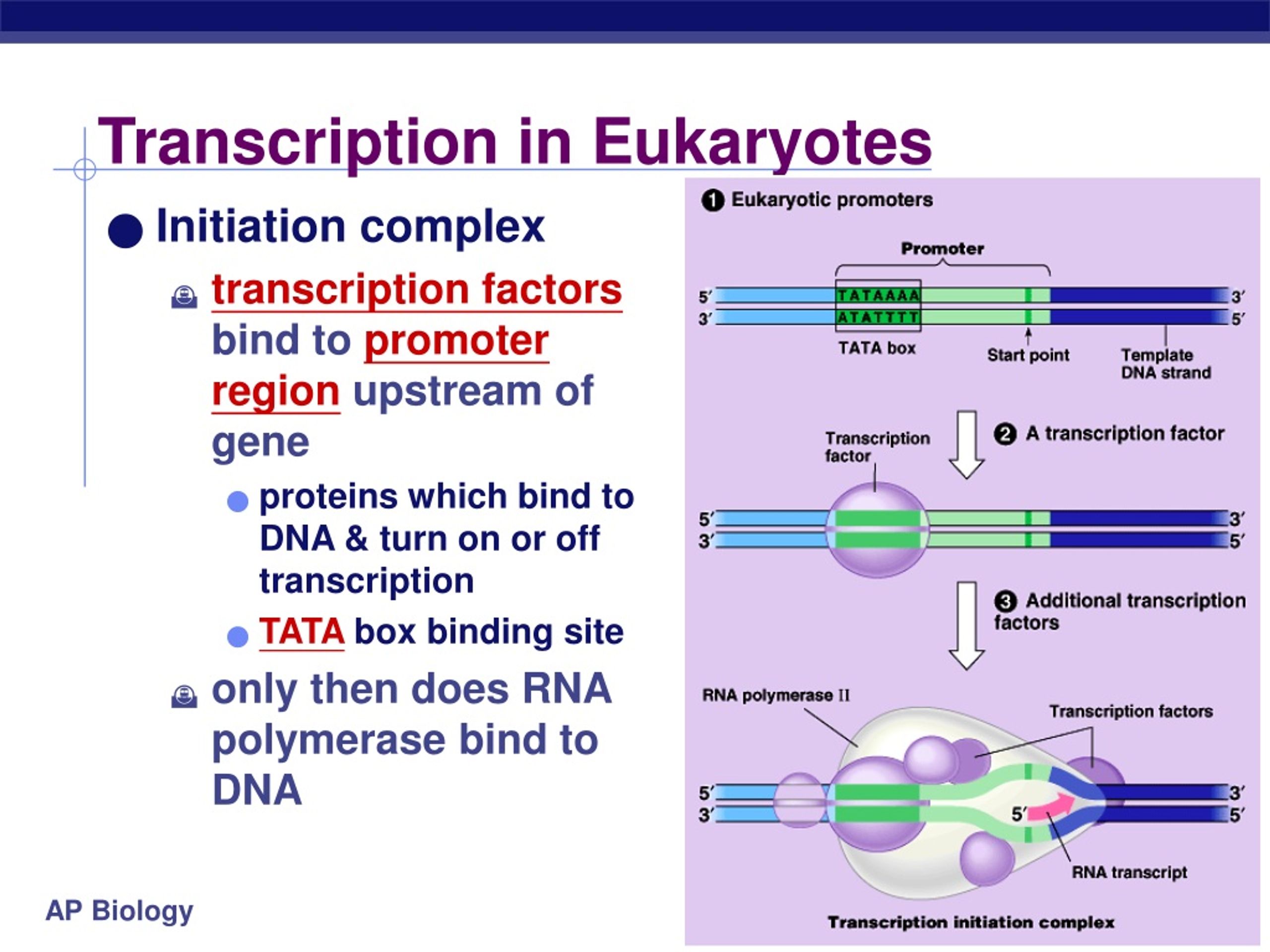 Transcription In Eukaryotes L 