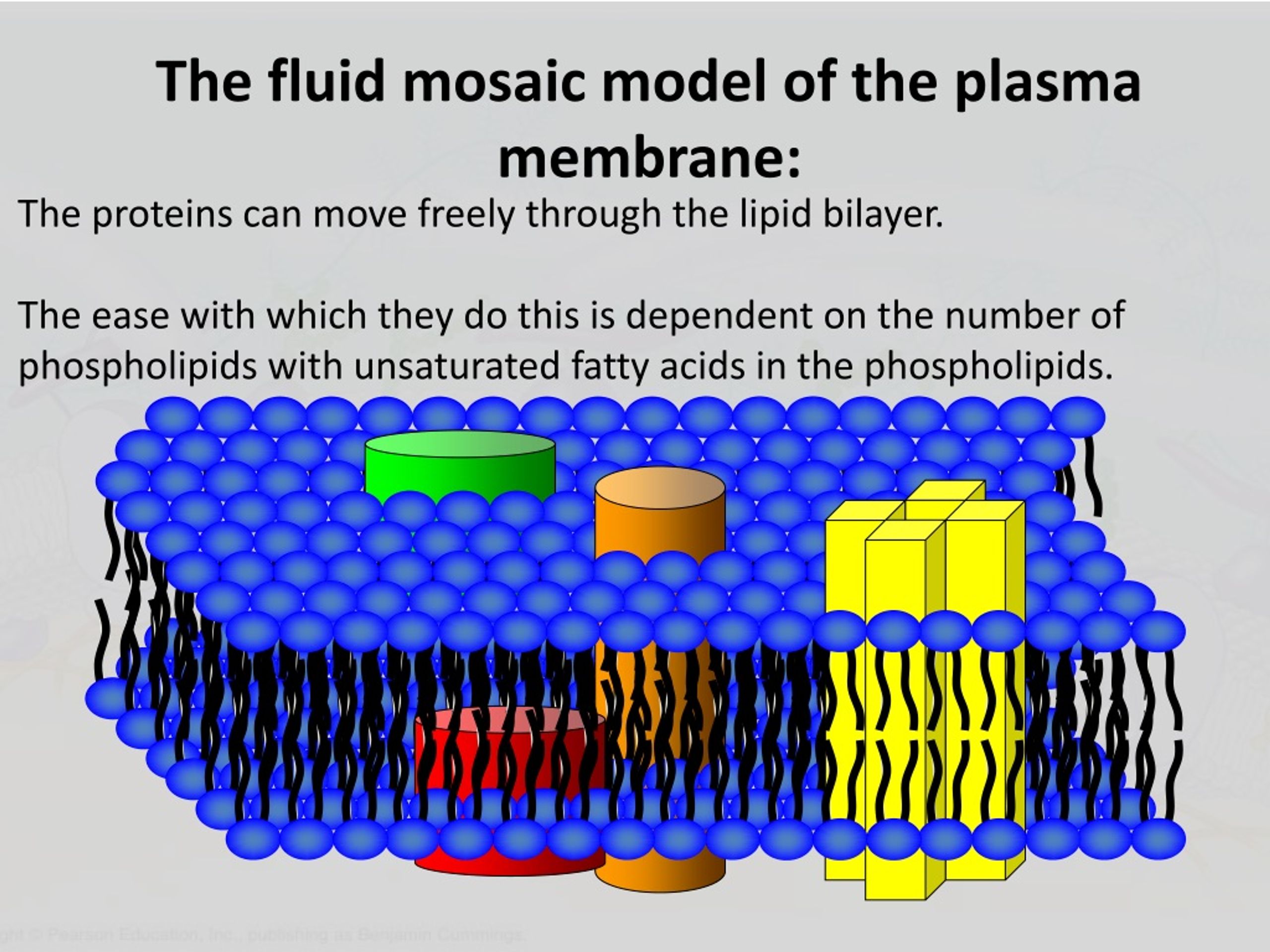 Ppt The Fluid Mosaic Model Powerpoint Presentation Free Download Id8771572 4974