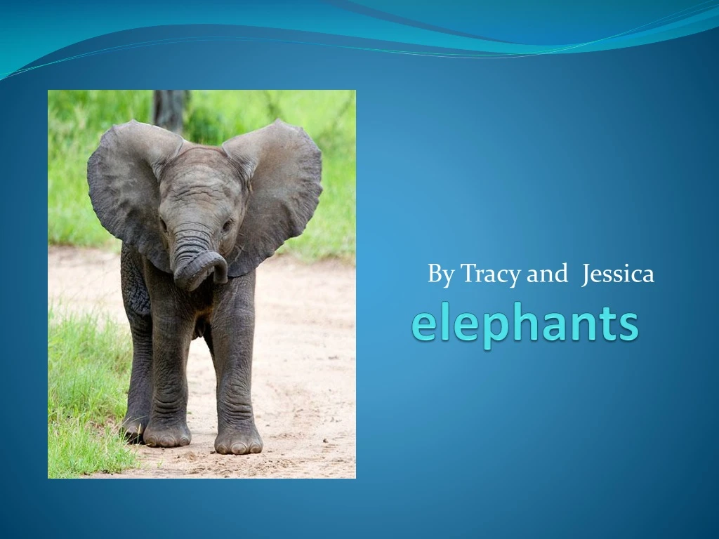 elephants n.