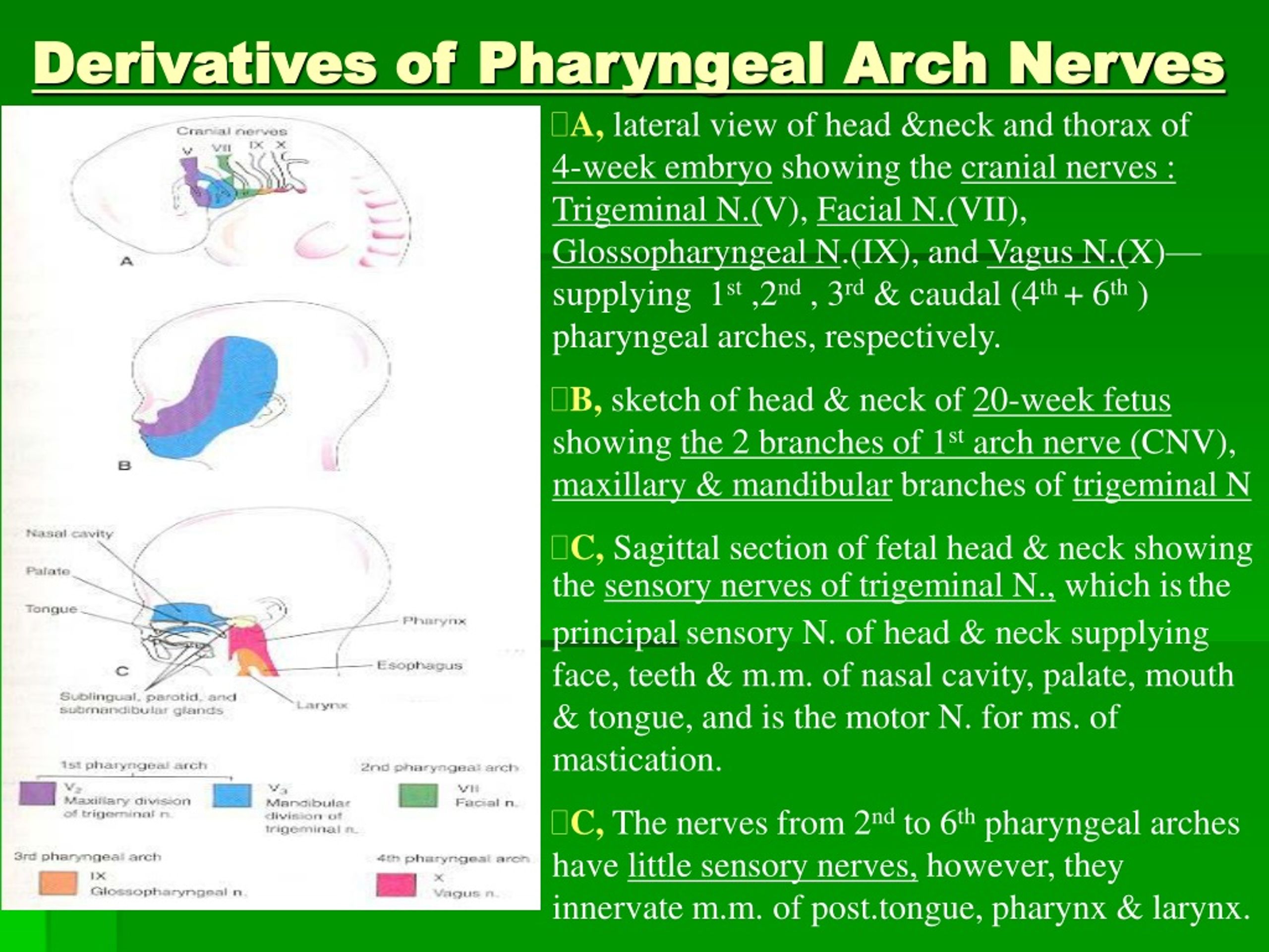 PPT - The Respiratory System PowerPoint Presentation, free download ...