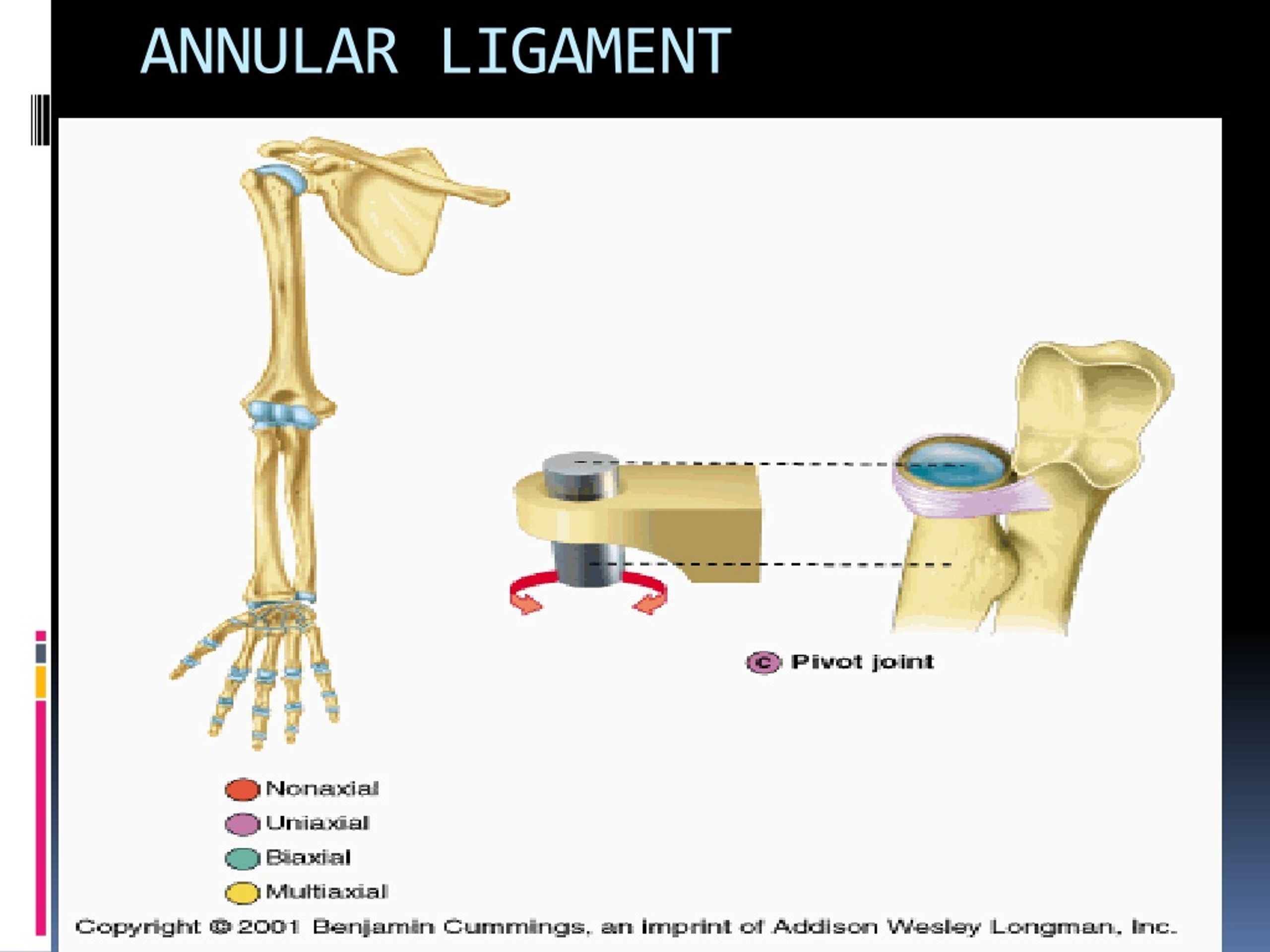 Annular Ligament