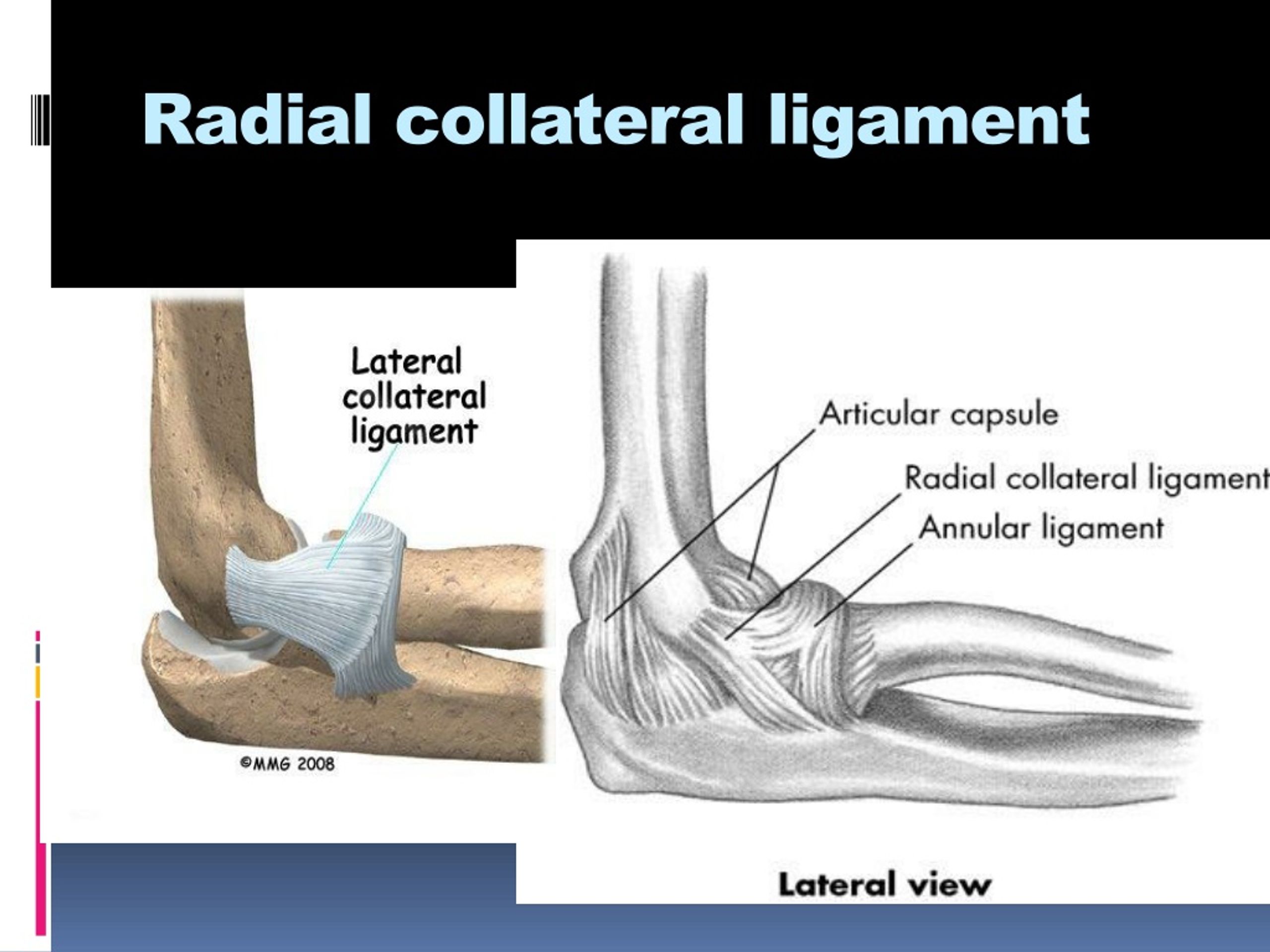 PPT - Elbow joint PowerPoint Presentation, free download - ID:8796306