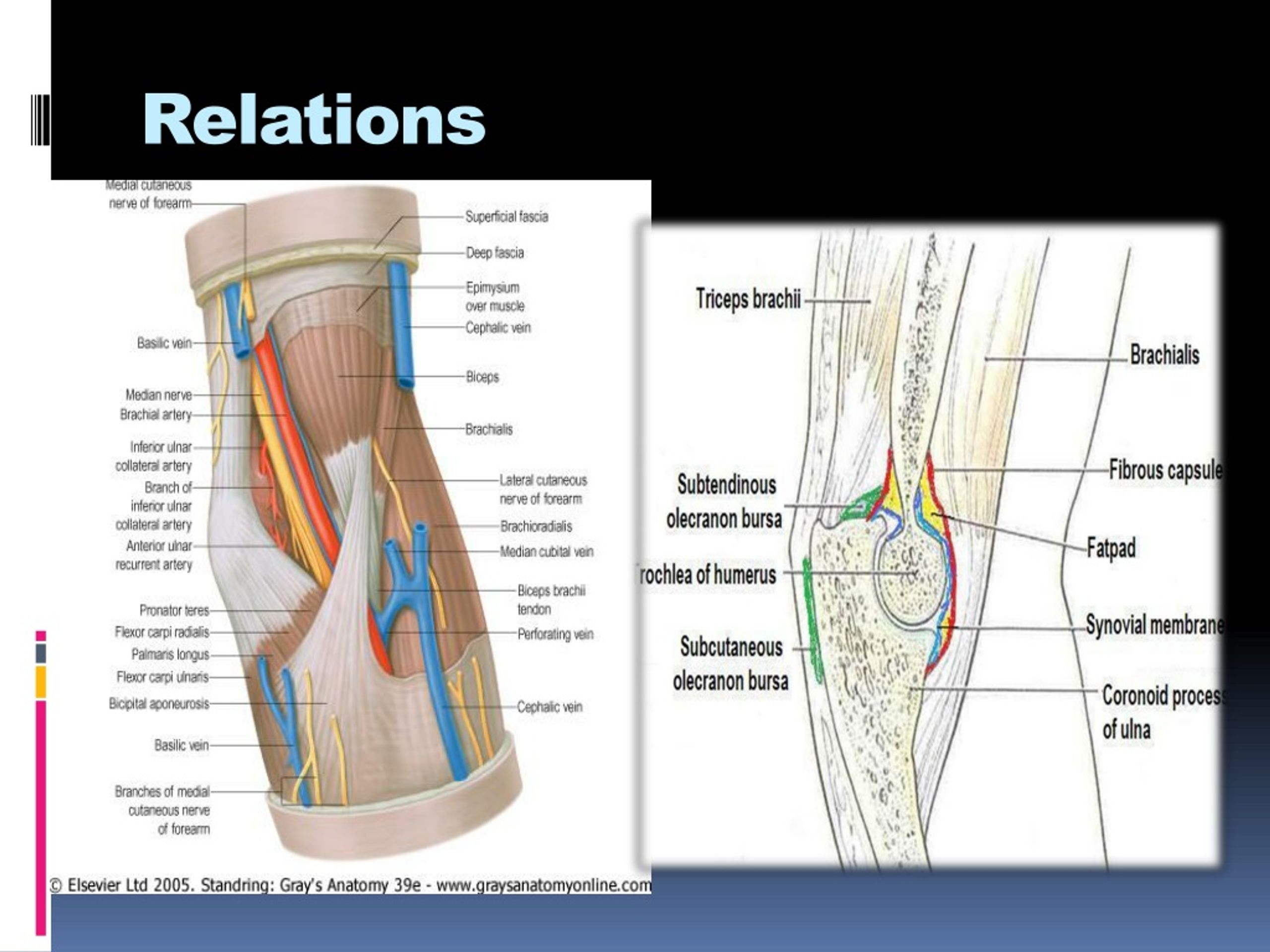 Ppt Elbow Joint Powerpoint Presentation Free Download Id8796306 