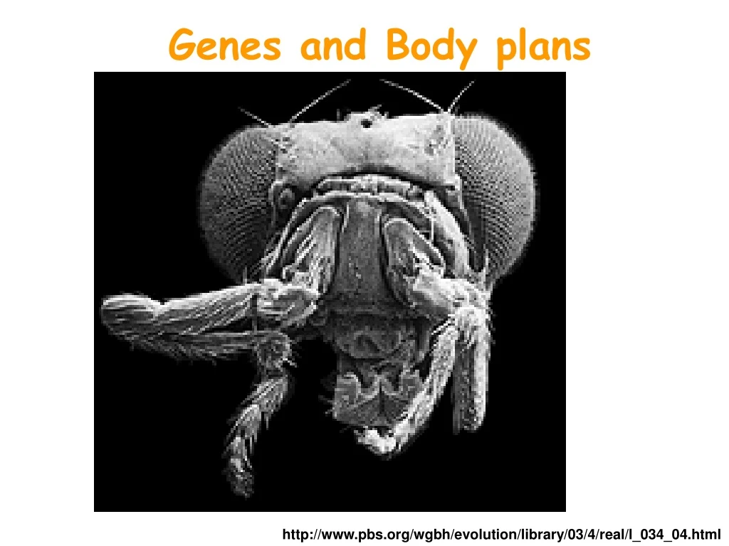 PPT Genes and Body plans PowerPoint Presentation, free download ID